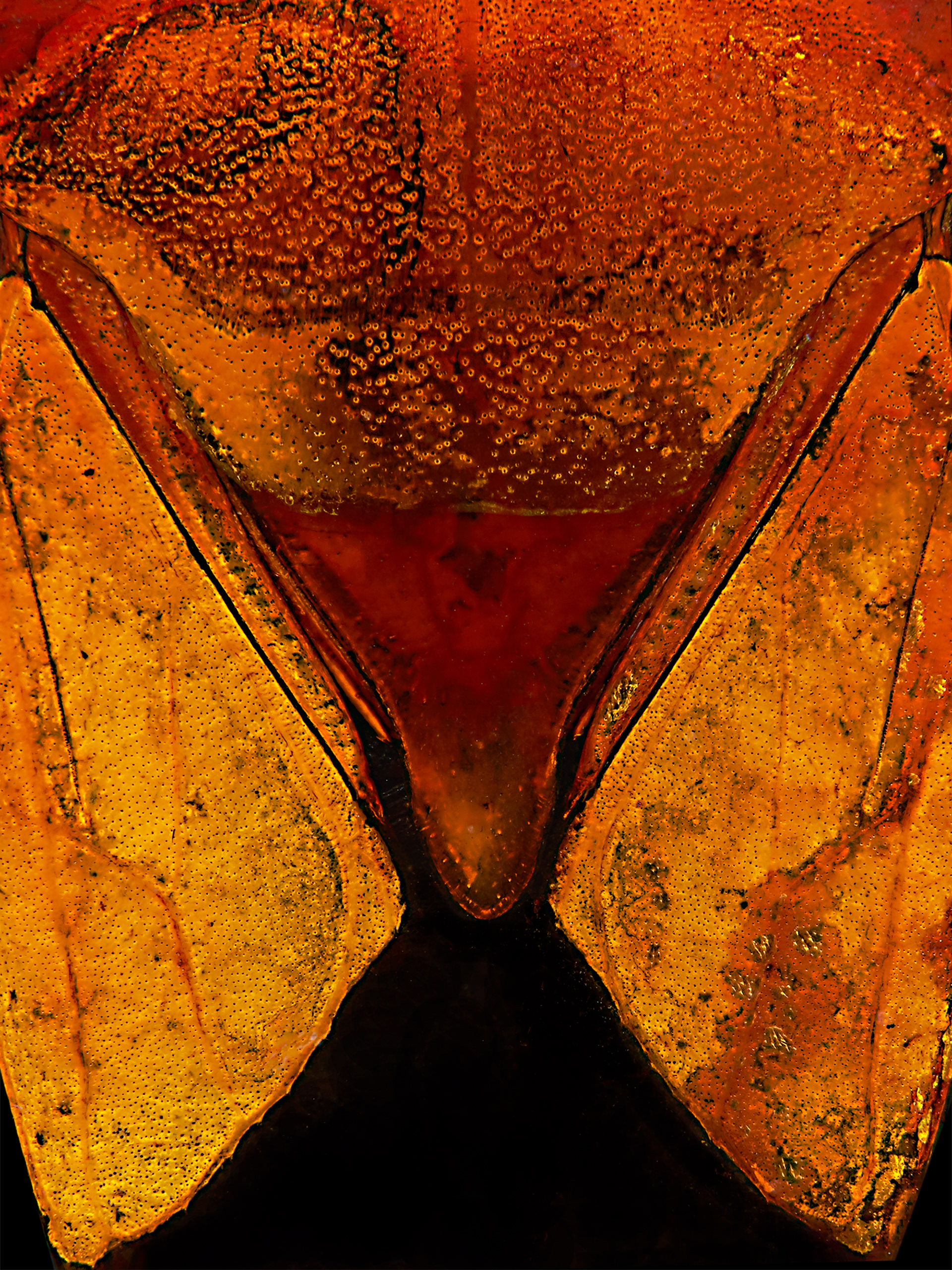 Tessaratoma detail