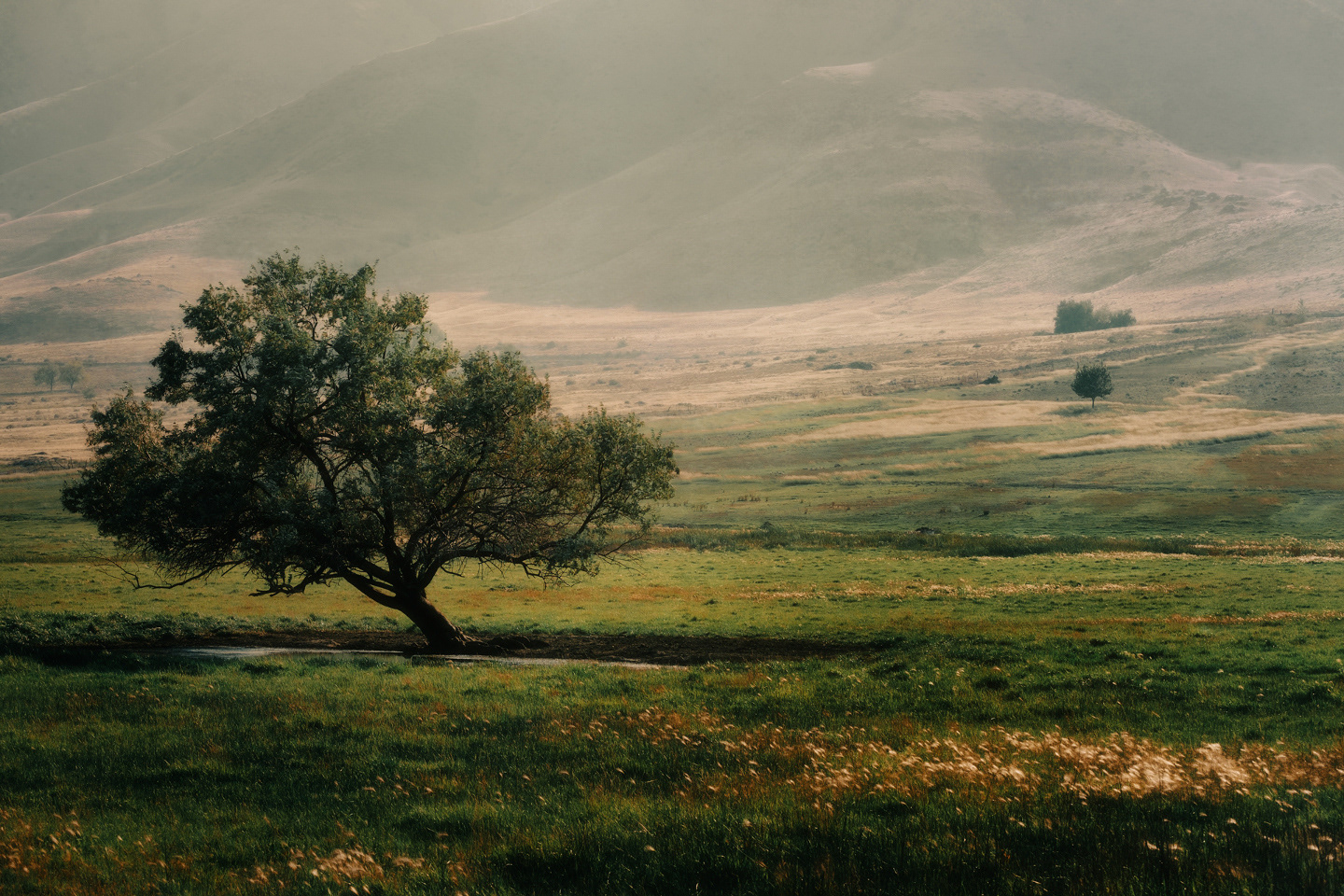 Tommy Ervin - The Meadow