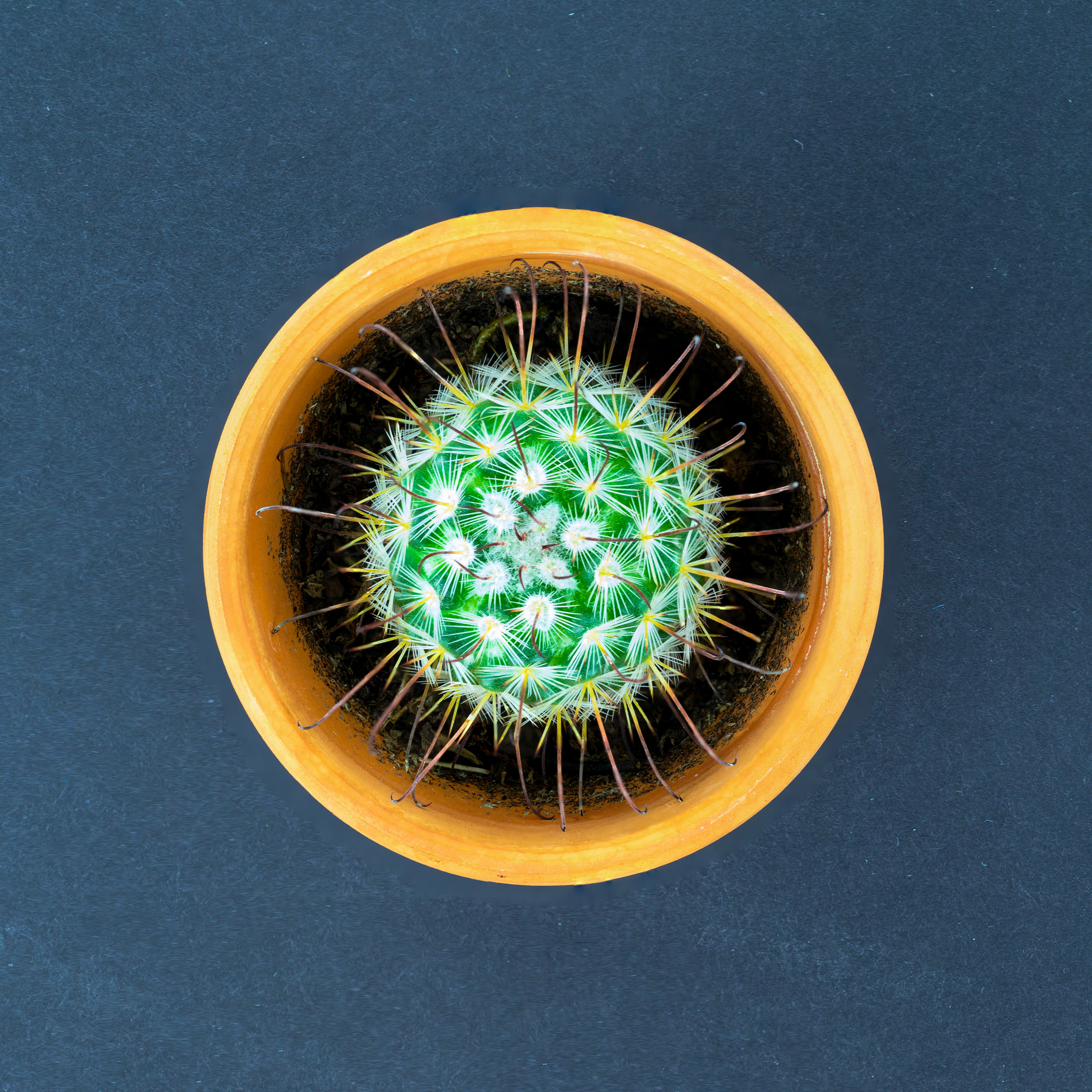 Barrel Cactus - Cactaceae