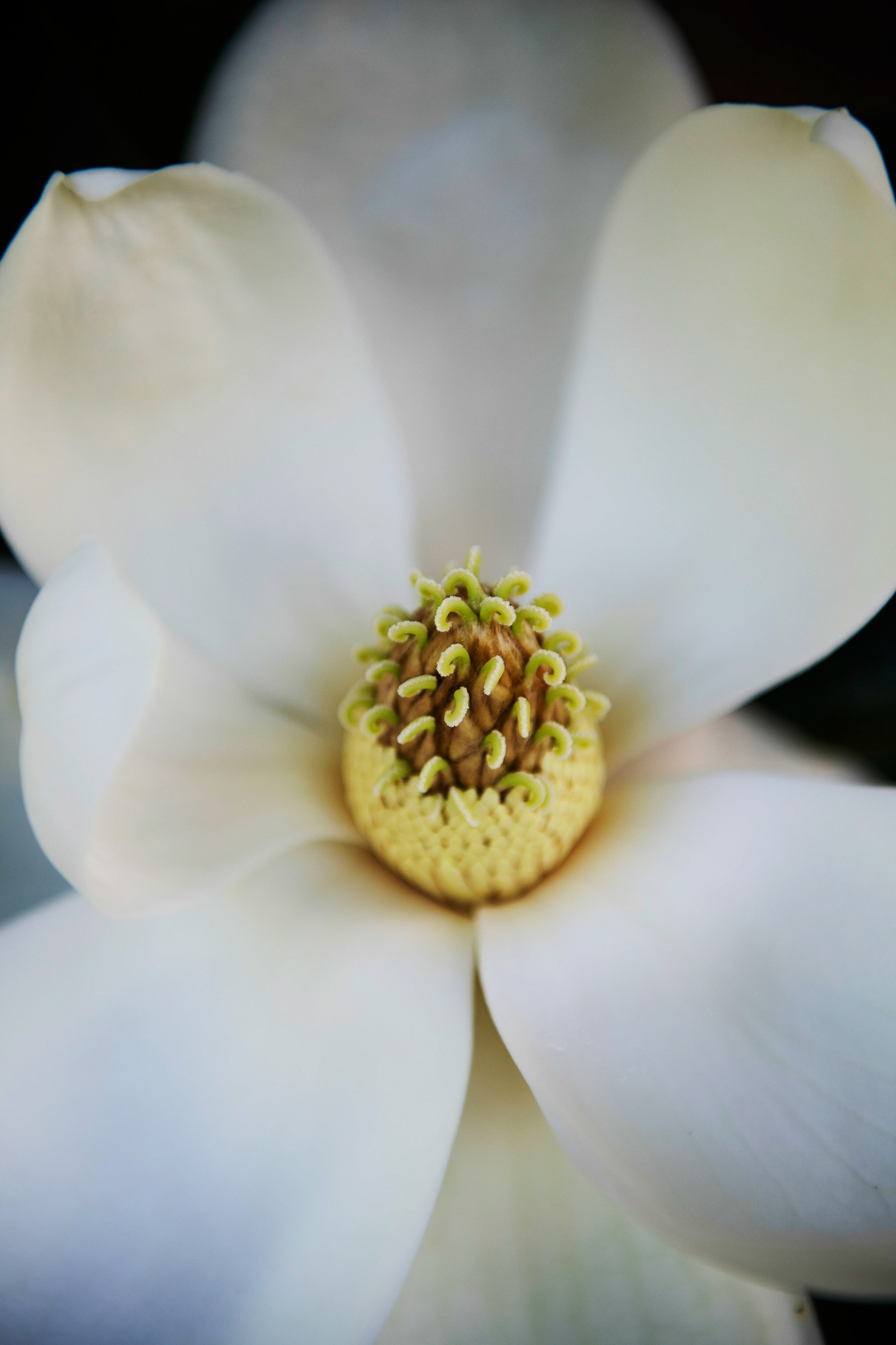 White Magnolia - Magnoliaceae
