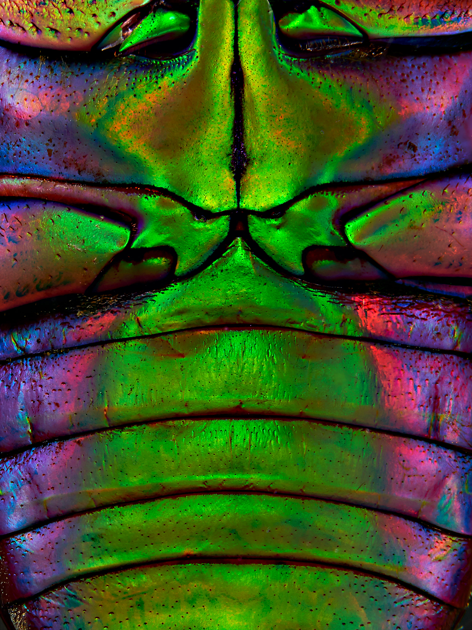 Cetonia aurata detail