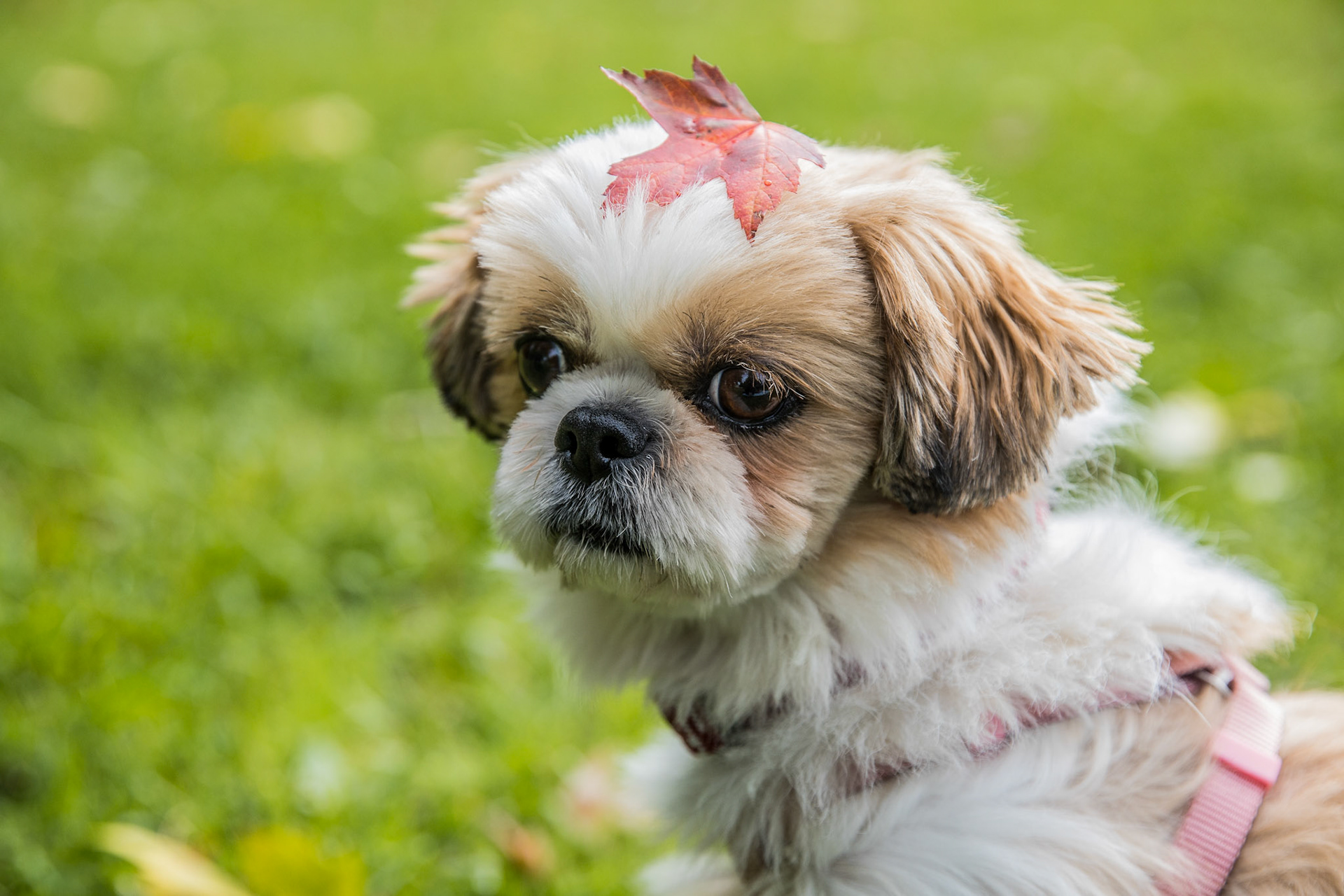 Dongmin with a leaf on his head // Trout Lake // Vancouver, BC