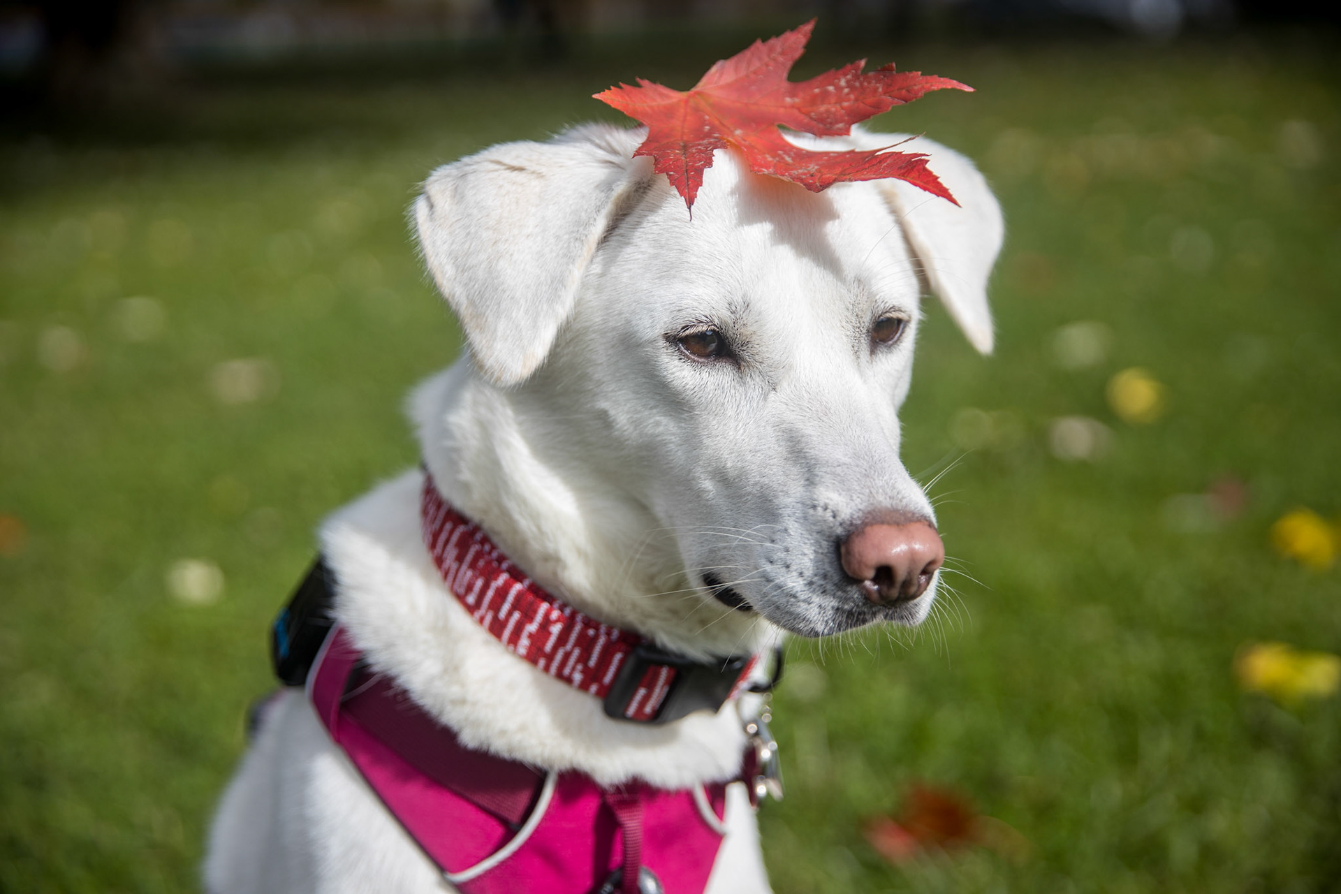 Kimchi with a leaf on her head // Trout Lake // Vancouver, BC