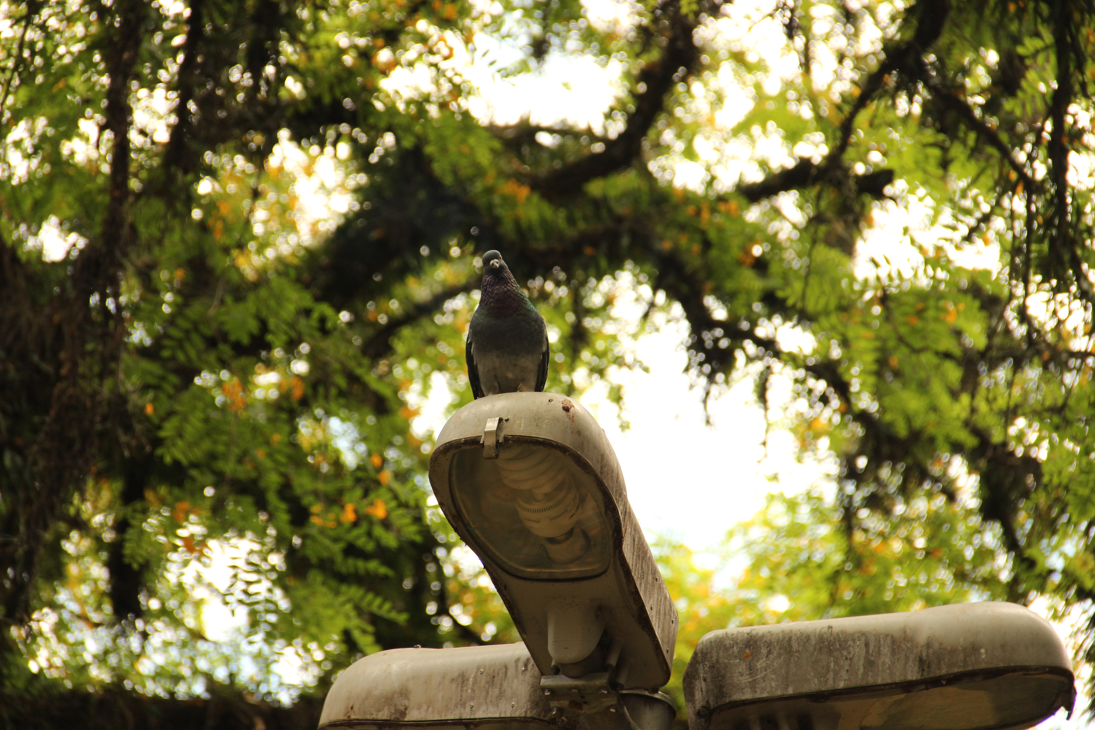 Parque Trianon, São Paulo.