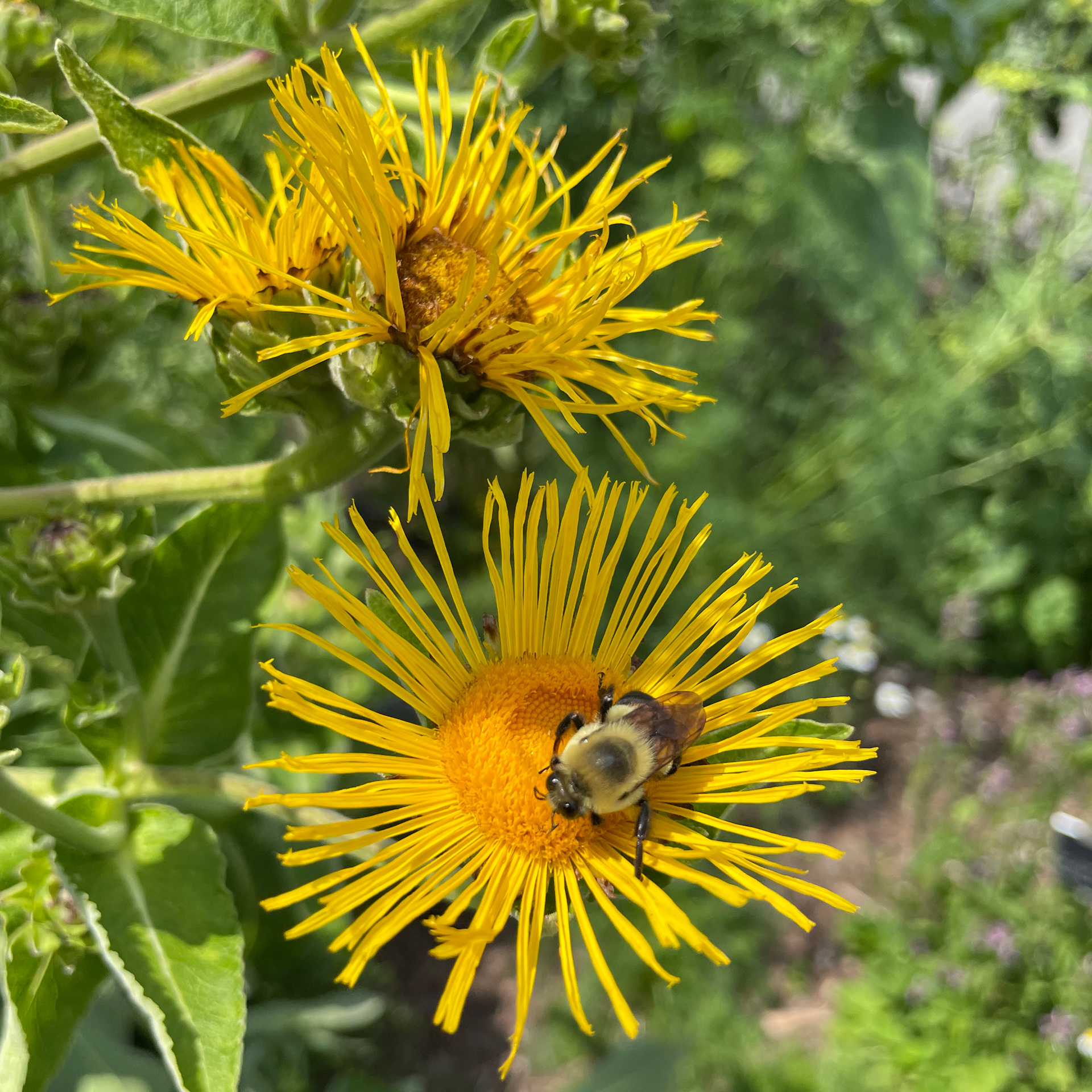 Brooklyn Botanic Garden