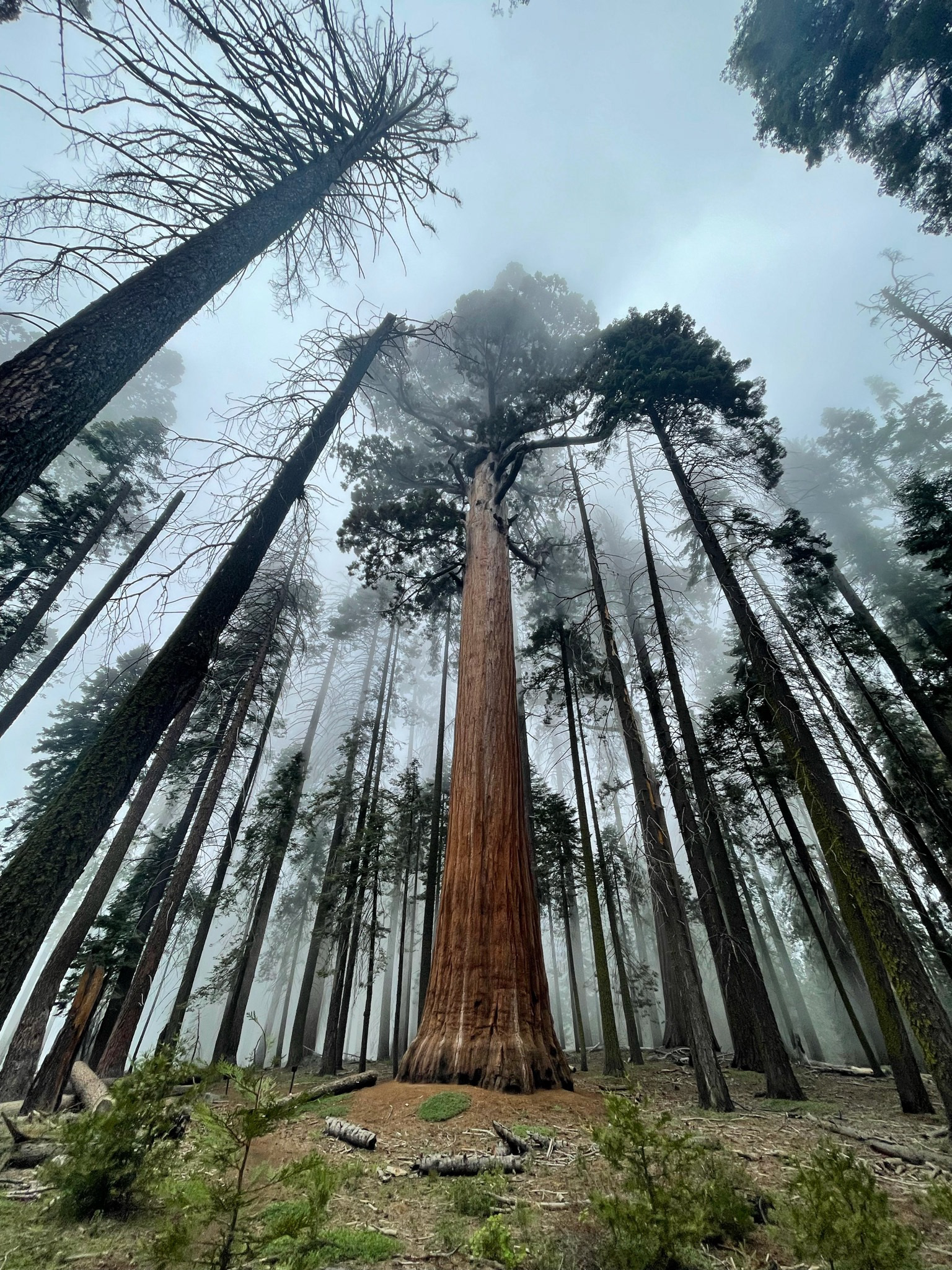 Sequoia National Park