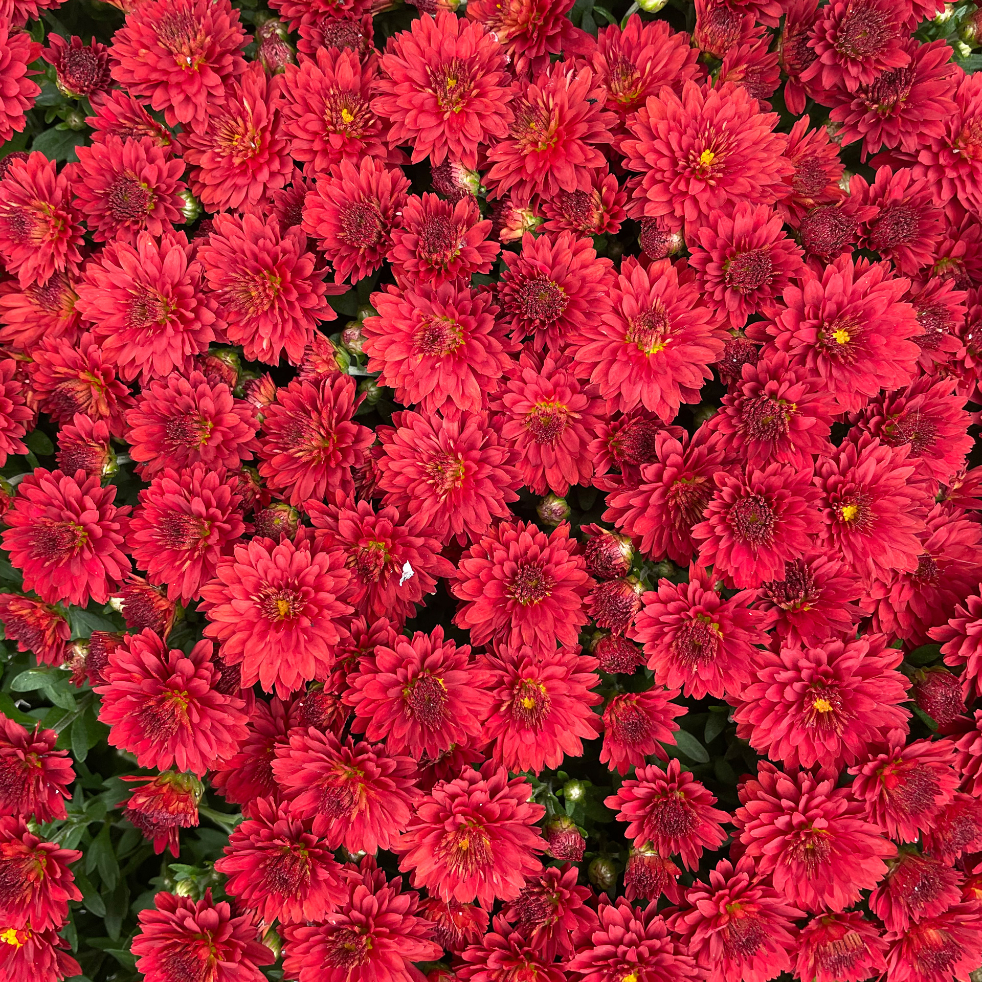 Brooklyn Botanic Garden