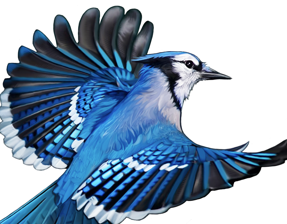 Flying Blue Jay