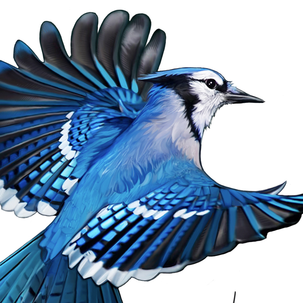 Monte Ritz - Illustration Childrens Book Flight Of The Blue Jay