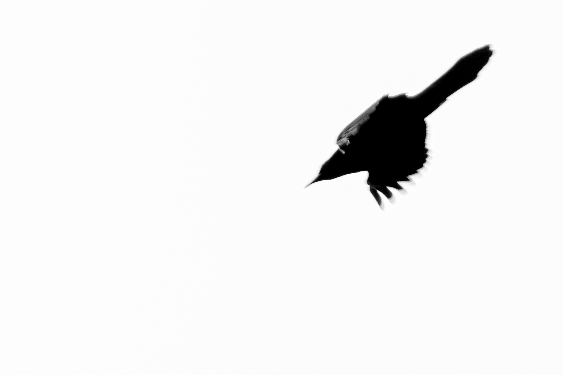 Silhouette of a black bird in flight against a white sky. Fine art photograph by Ryan Bucchianeri.