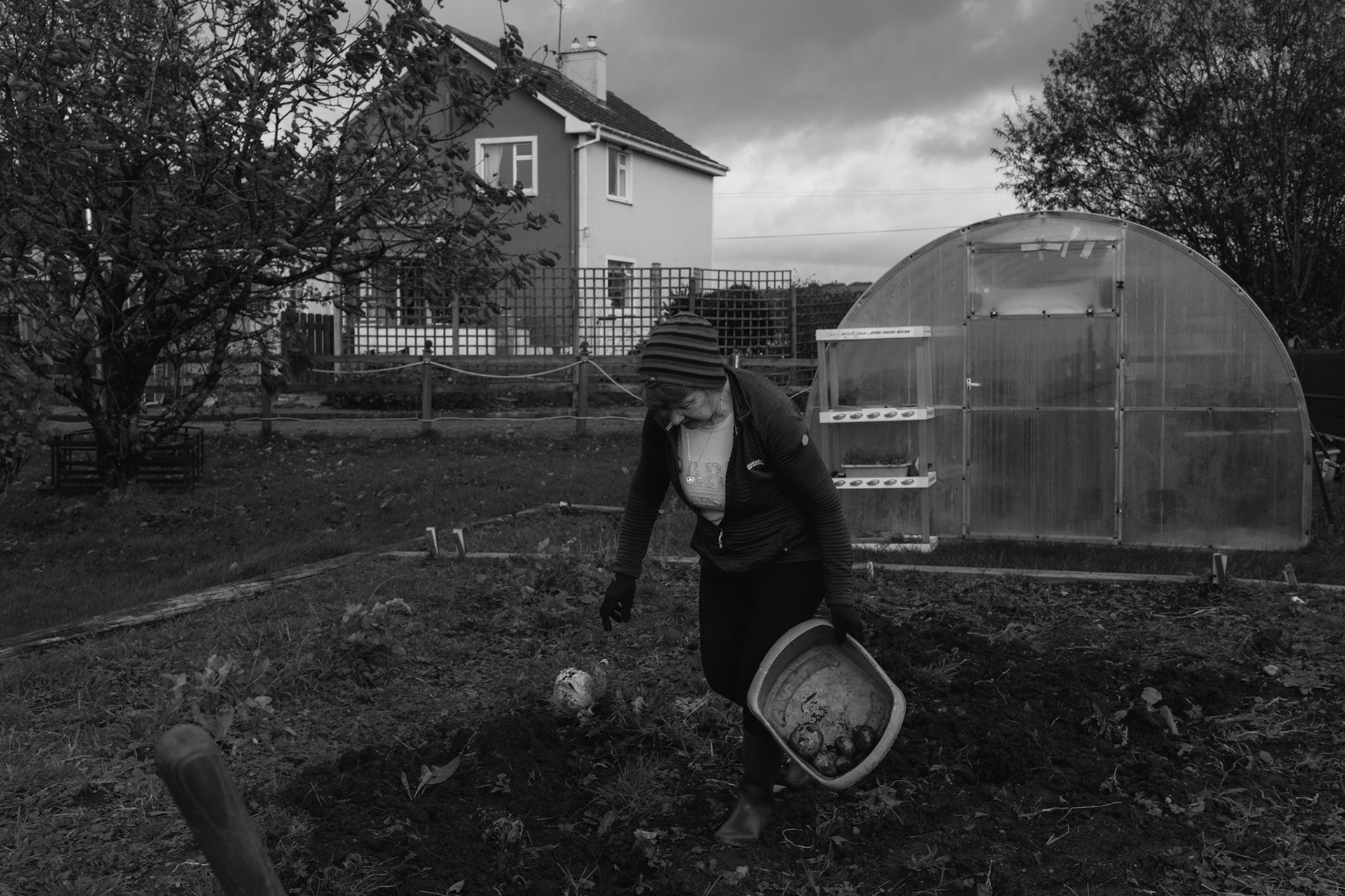 TUAM, IRELAND - OCTOBER 26, 2022: Local historian Catherine Corless digging out potatoes from a vegetable patch in her house in the outskirts of Tuam, Ireland on October 26, 2022. Mrs Corless became known for her work in compiling the information concerning the deaths of 798 children at the St. Mary’s Mother and Baby Home, a maternity home for unmarried mothers and their children run by the Bon Secours order in Tuam. Corless' research led her to conclude that almost all had been buried in an unmarked and unregistered site at the Home. Subsequent excavations carried out by an Irish government appointed Commission, found a significant quantity of human remains in a vault with twenty chambers, believed to be part of an old septic tank from the period the site was use as a workhouse. CREDIT: Paulo Nunes dos Santos for The New York Times
