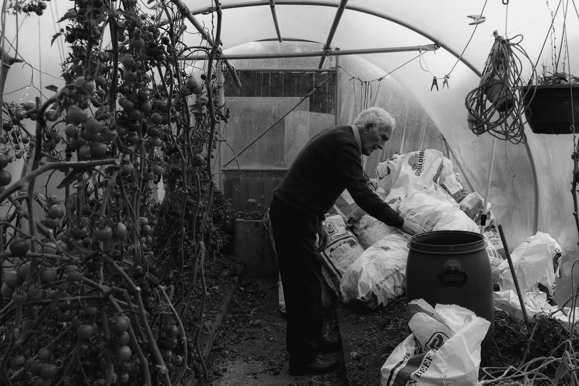 BALLINASLOE, IRELAND - SEPTEMBER 28, 2022: Peter Mulryan, a former resident of the St. Mary’s Mother and Baby Home in Tuam, tending to his greenhouse at his family home in Ballinasloe, Ireland, on September 28, 2022. Mr. Mulryan, is one of the many "home babies" who spent his early years at St. Mary’s Mother and Baby Home, a maternity home for unmarried mothers and their children run by the Bon Secours order in Tuam. In the past years he has been seeking information about the fate of the infant sister he has never known after she went into the institution in Tuam. He became aware of the existence of his sibling when in 2014 local historian, Catherine Corless, went public with information concerning the deaths of 798 children at the institution. Corless' research led her to conclude that almost all had been buried in an unmarked and unregistered site at the Home. Subsequent excavations carried out by an Irish government appointed Commission, found a significant quantity of human remains in a vault with twenty chambers, believed to be part of an old septic tank from the period the site was use as a workhouse. CREDIT: Paulo Nunes dos Santos for The New York Times