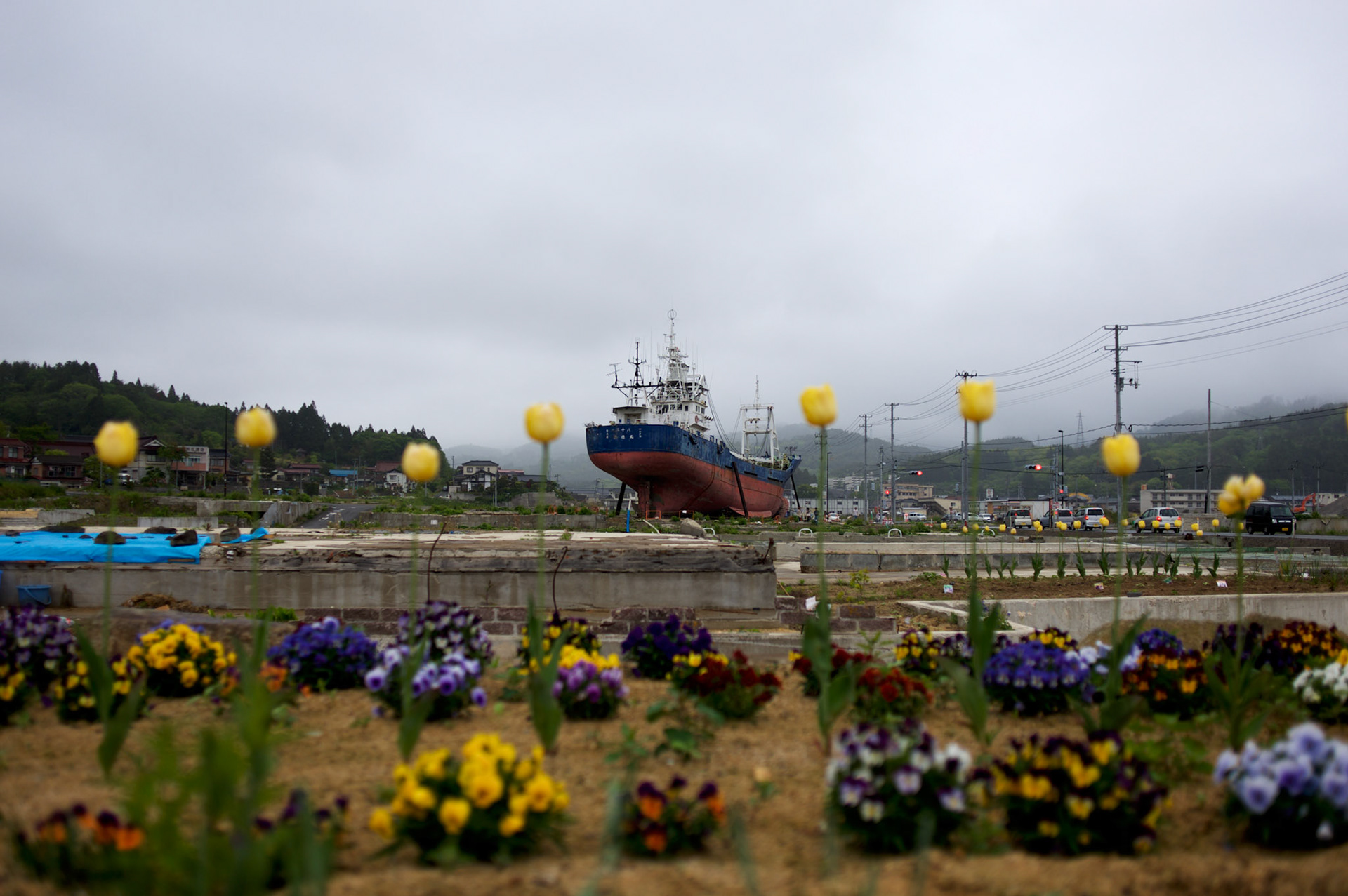 Newly planted flowers grow in a destroyed residential neighbourhood of Kesennuma. In the background, a large vessel, washed away by the 2011 tsunami that struck over the coastal areas of Japan, remains grounded amid the flattened area.