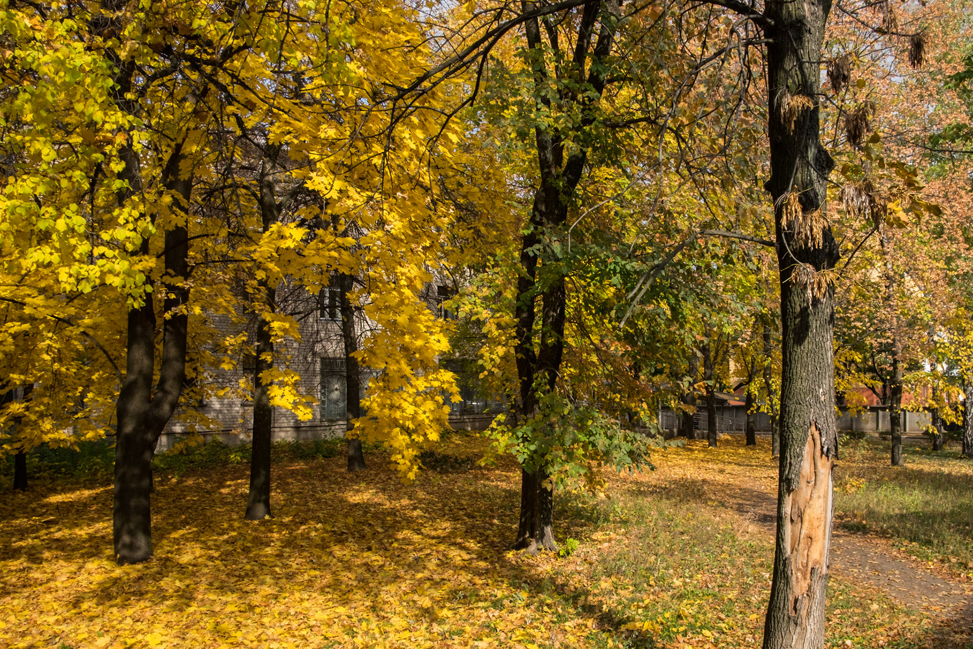 Tree leaves fall to the ground outside a bombed hospital in Donetsk.