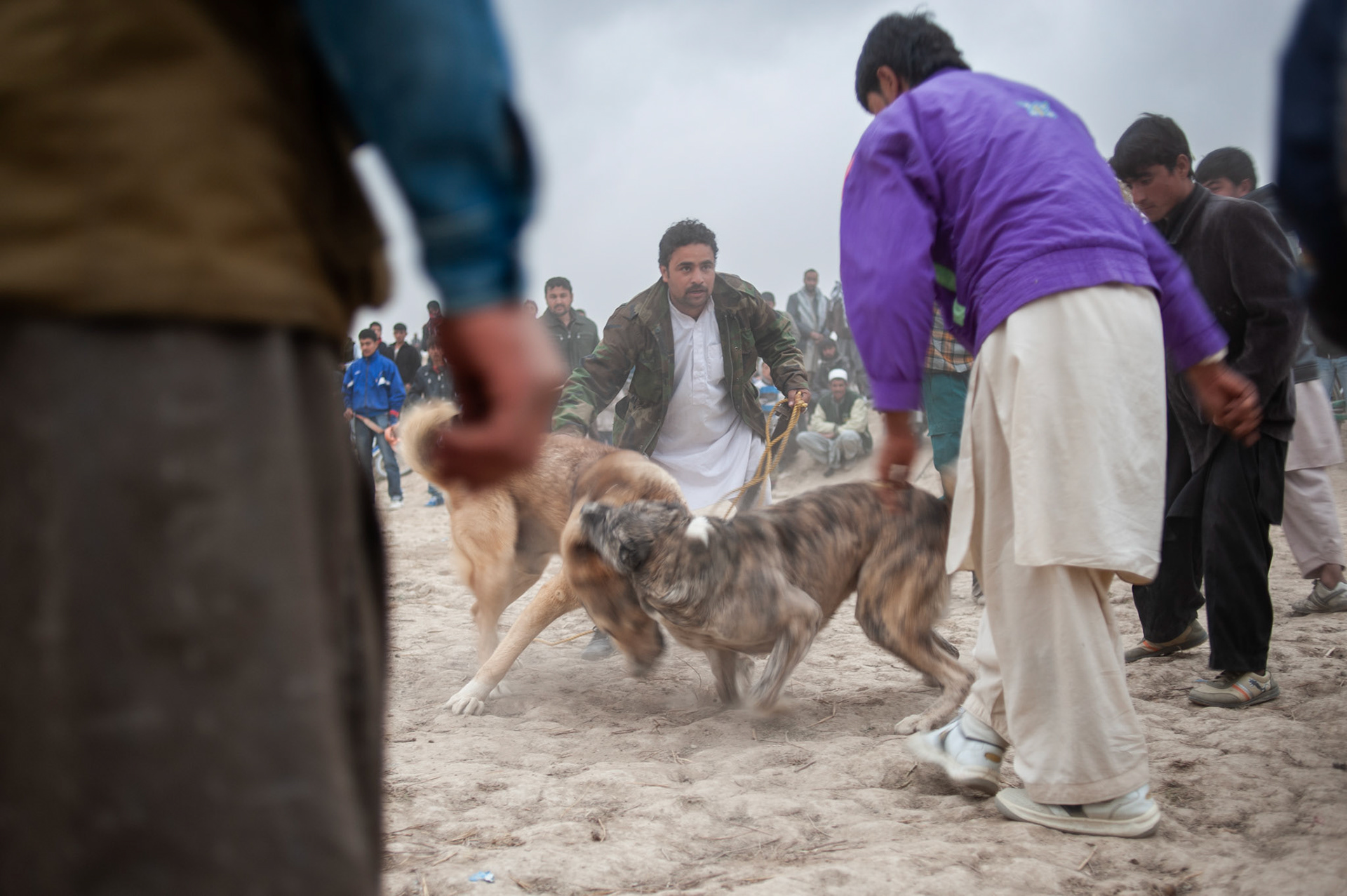 Dog fight in Darulaman