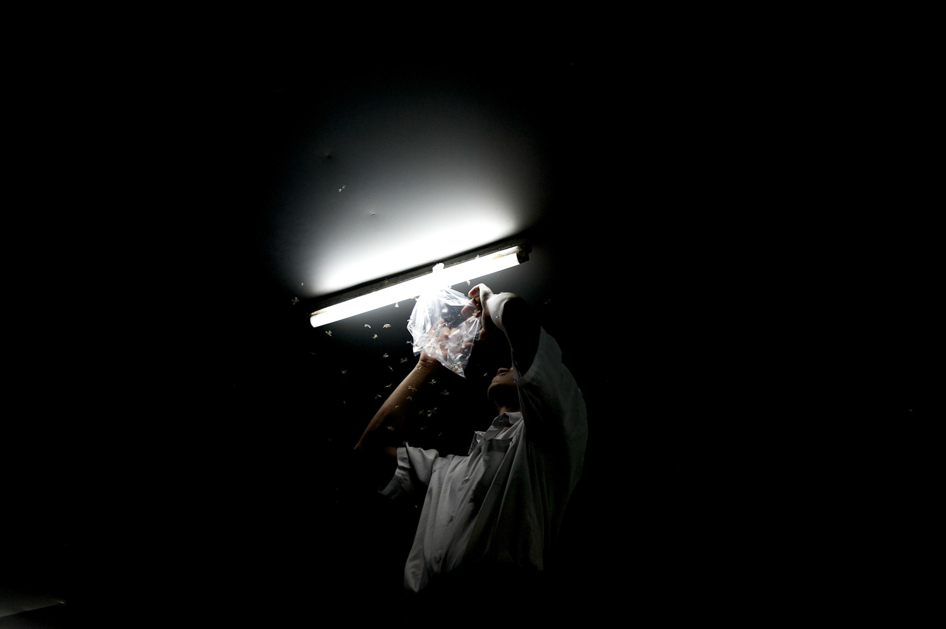 May 13, 2013 - Mandalay, Myanmar: A restaurant owner sets a plastic bag trap, as his bar gets infested by thousands of flying ants. (Paulo Nunes dos Santos/Polaris)