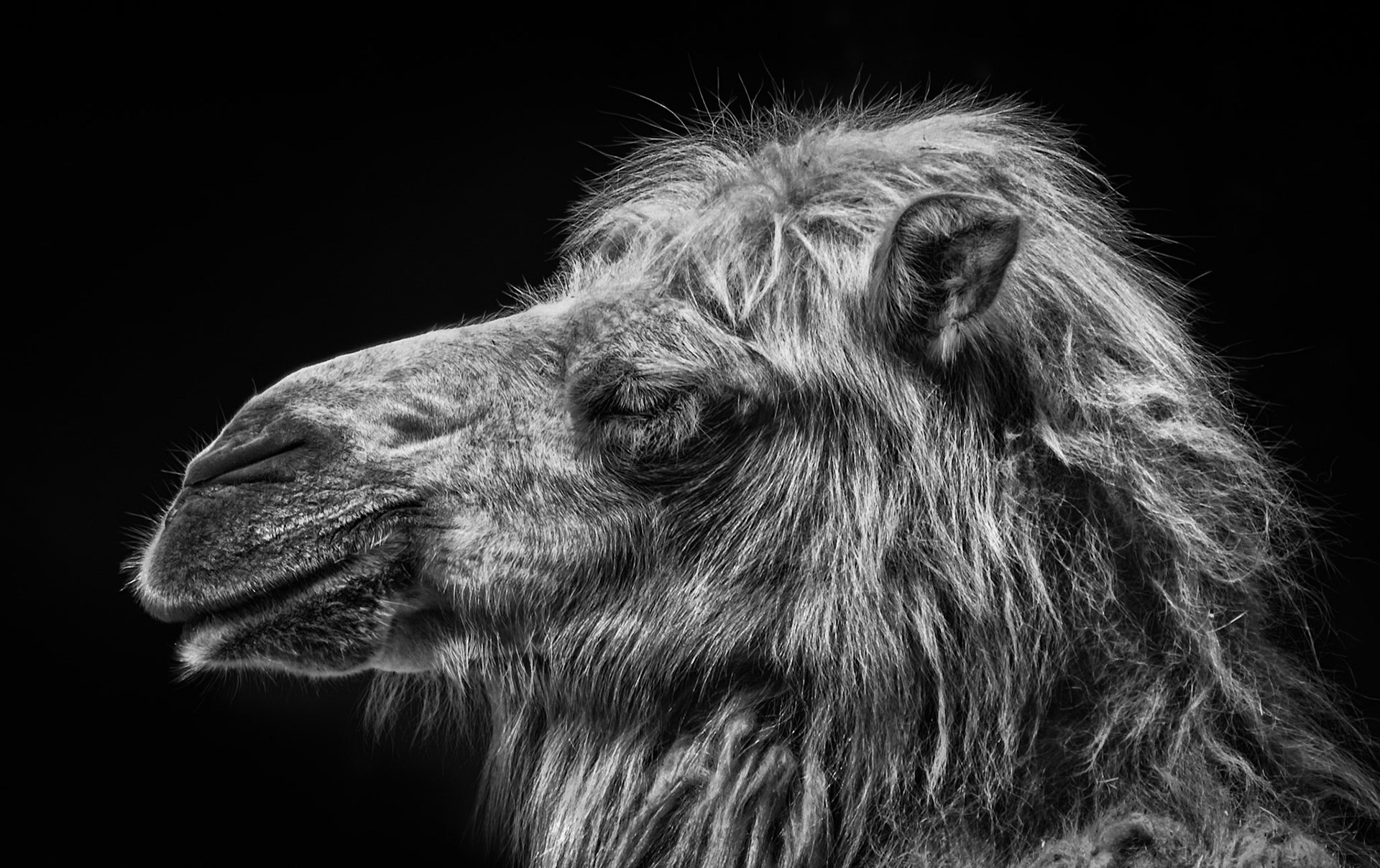 Amersfoort Zoo I