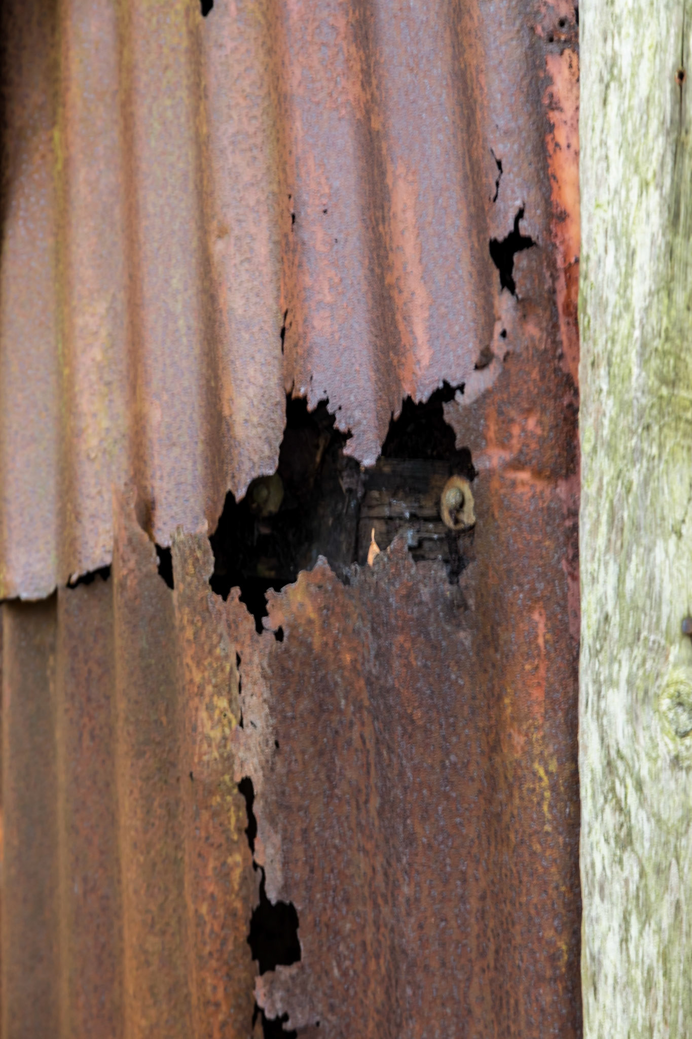 Derelict shed in a damp forest near the River Polly