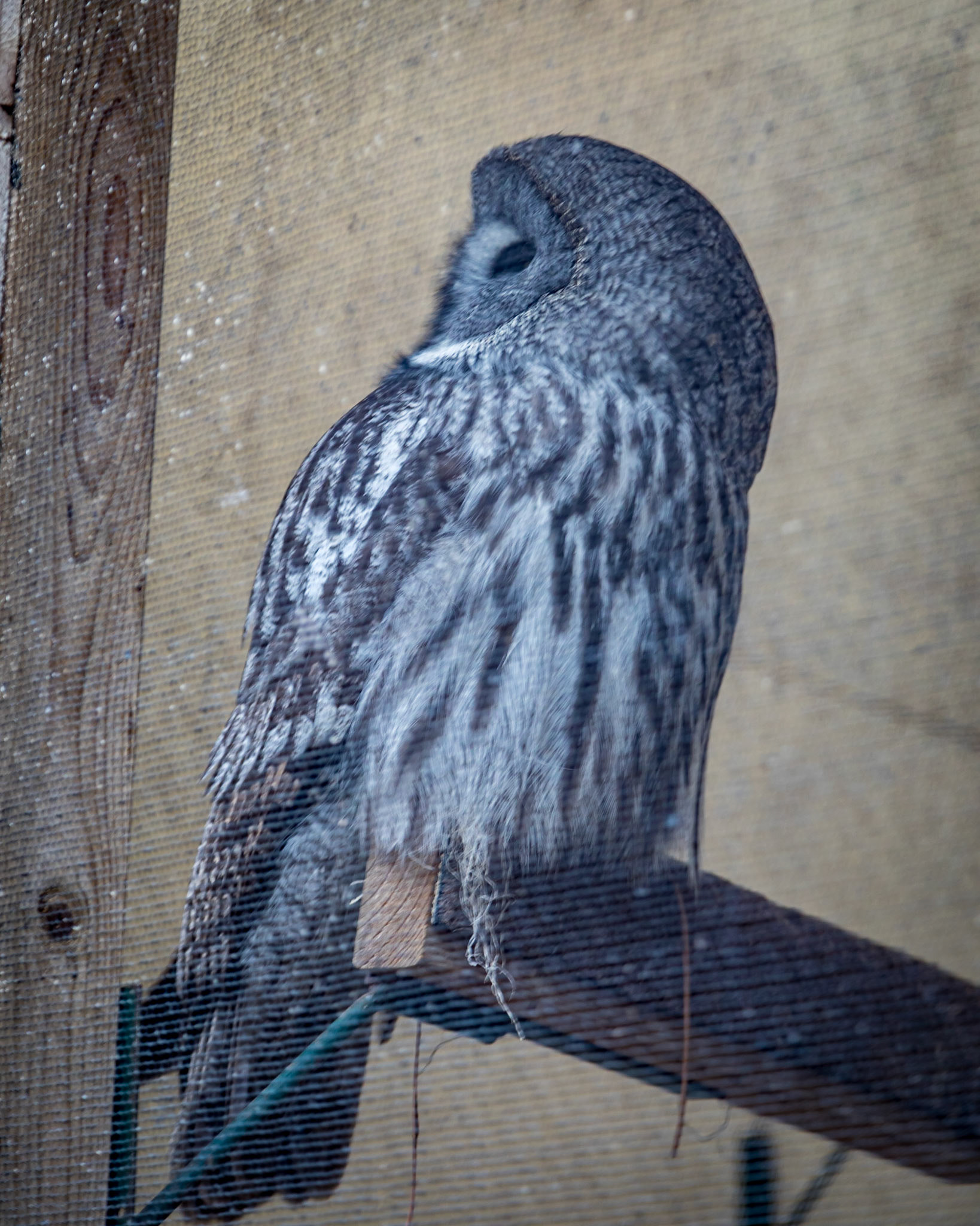 Great Grey Owl (Strix nebulosa)