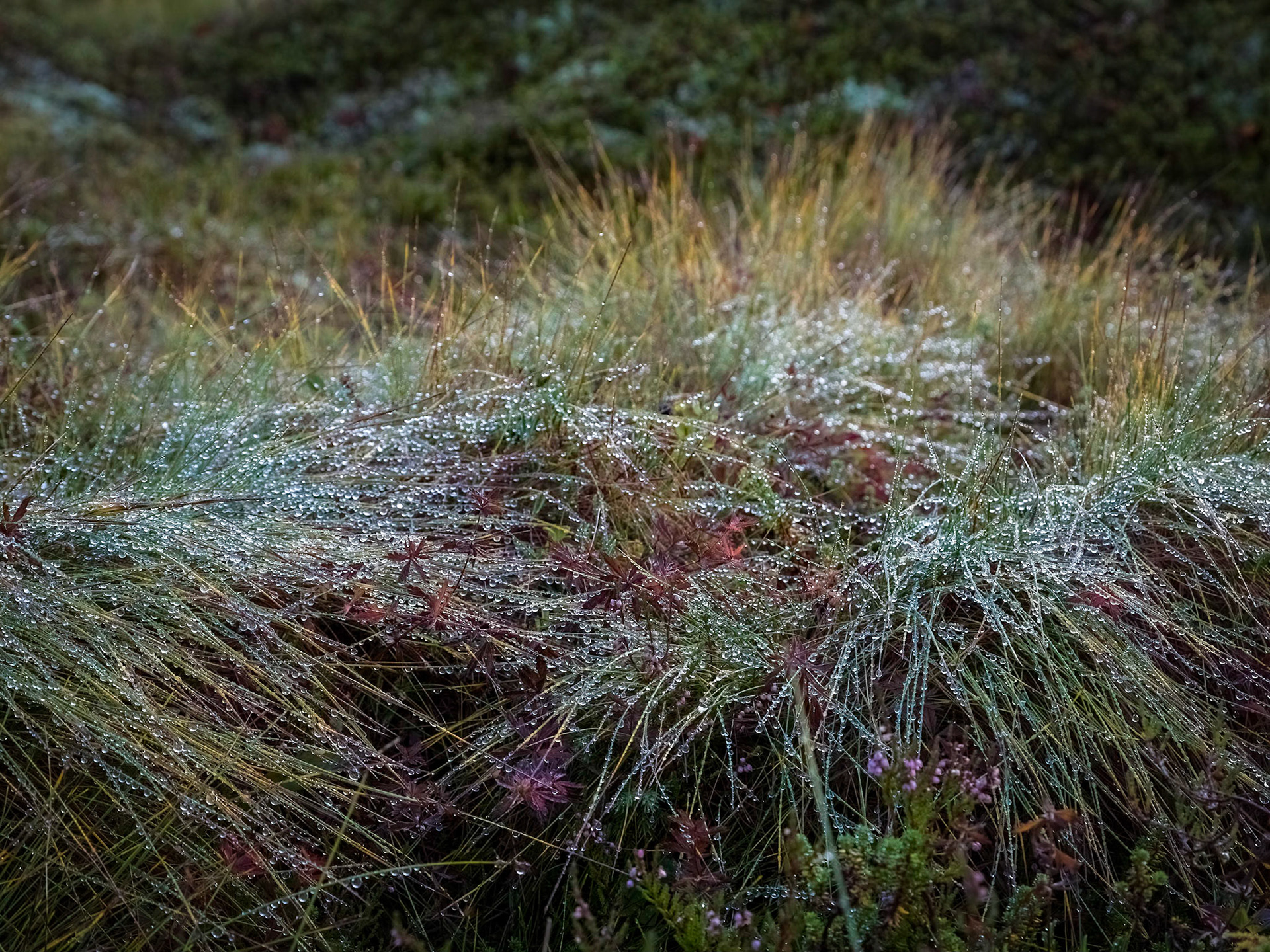 Ramberg hillside, Flakstad. 08:56 am.