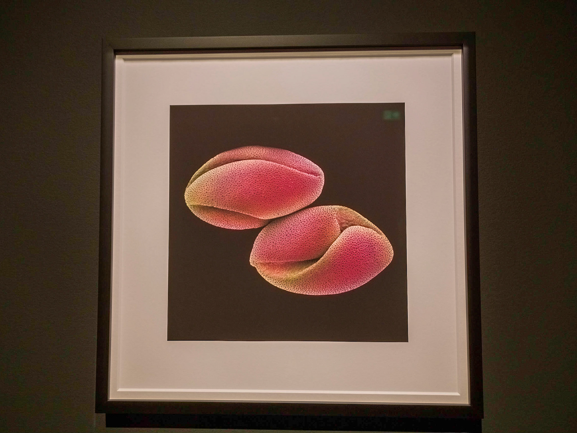 Correa (Rob Kesseler)