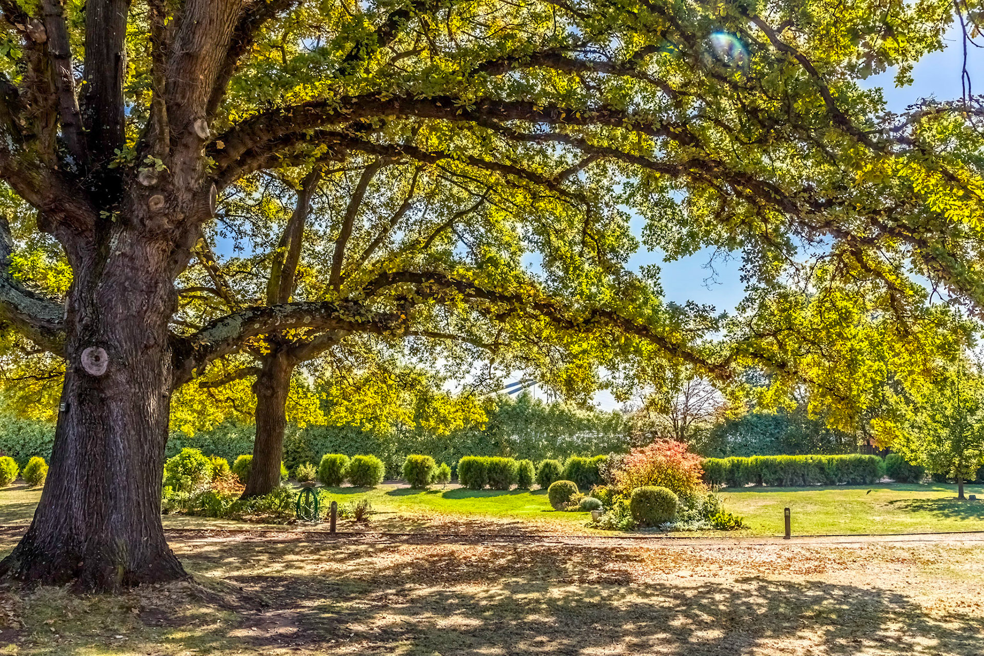 English Oak tree in the garden of  Franklin House.