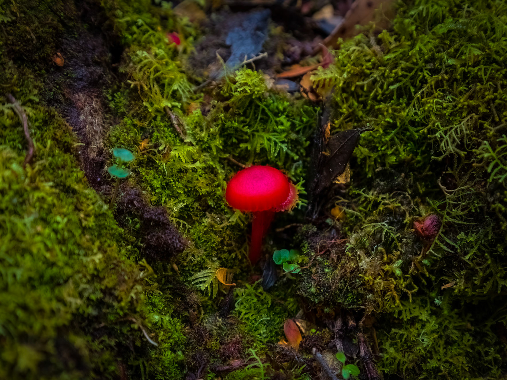 Fungus blooms amongst the decay of the forest floor