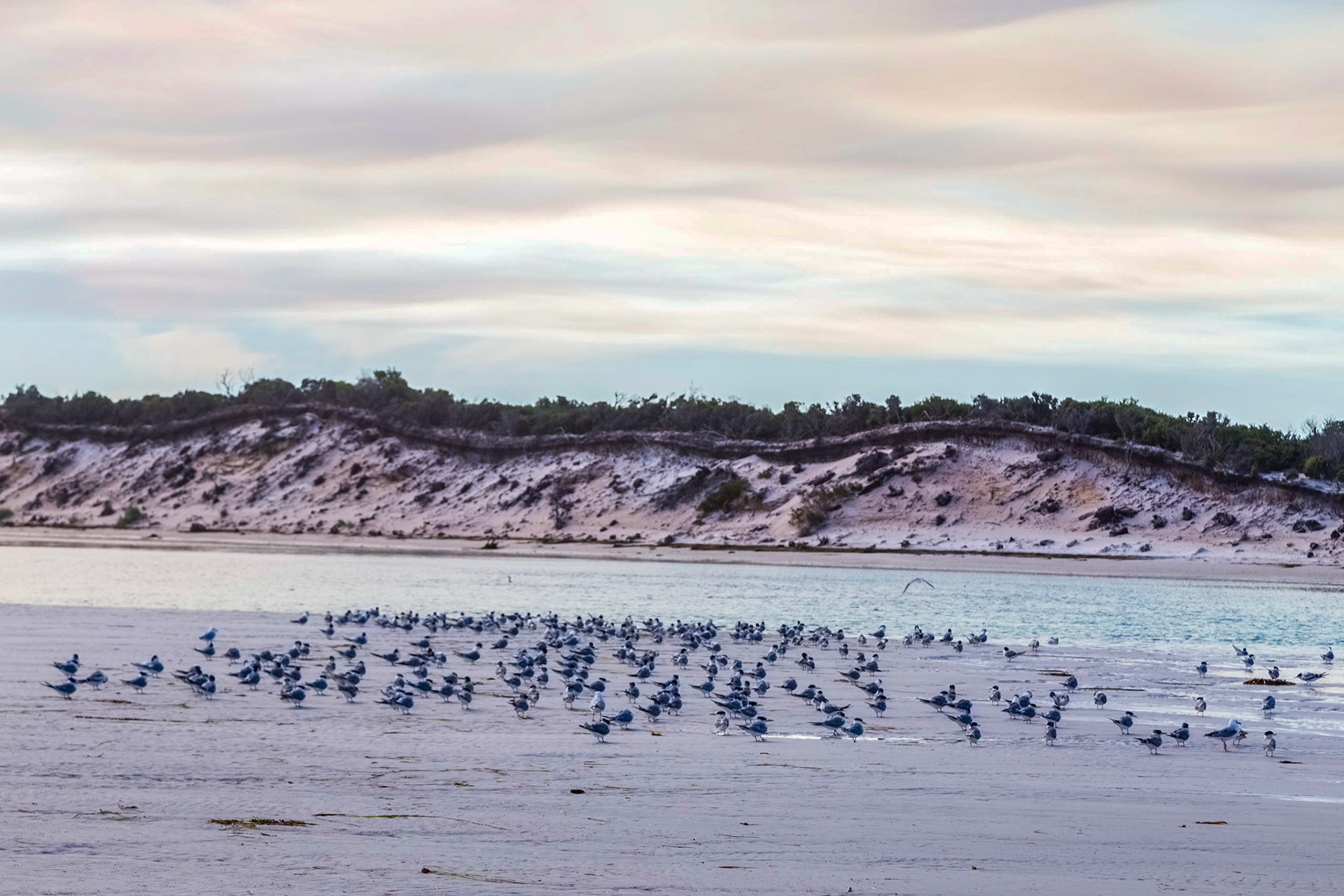 Sea birds on the sands of  low tide at Policemans Point