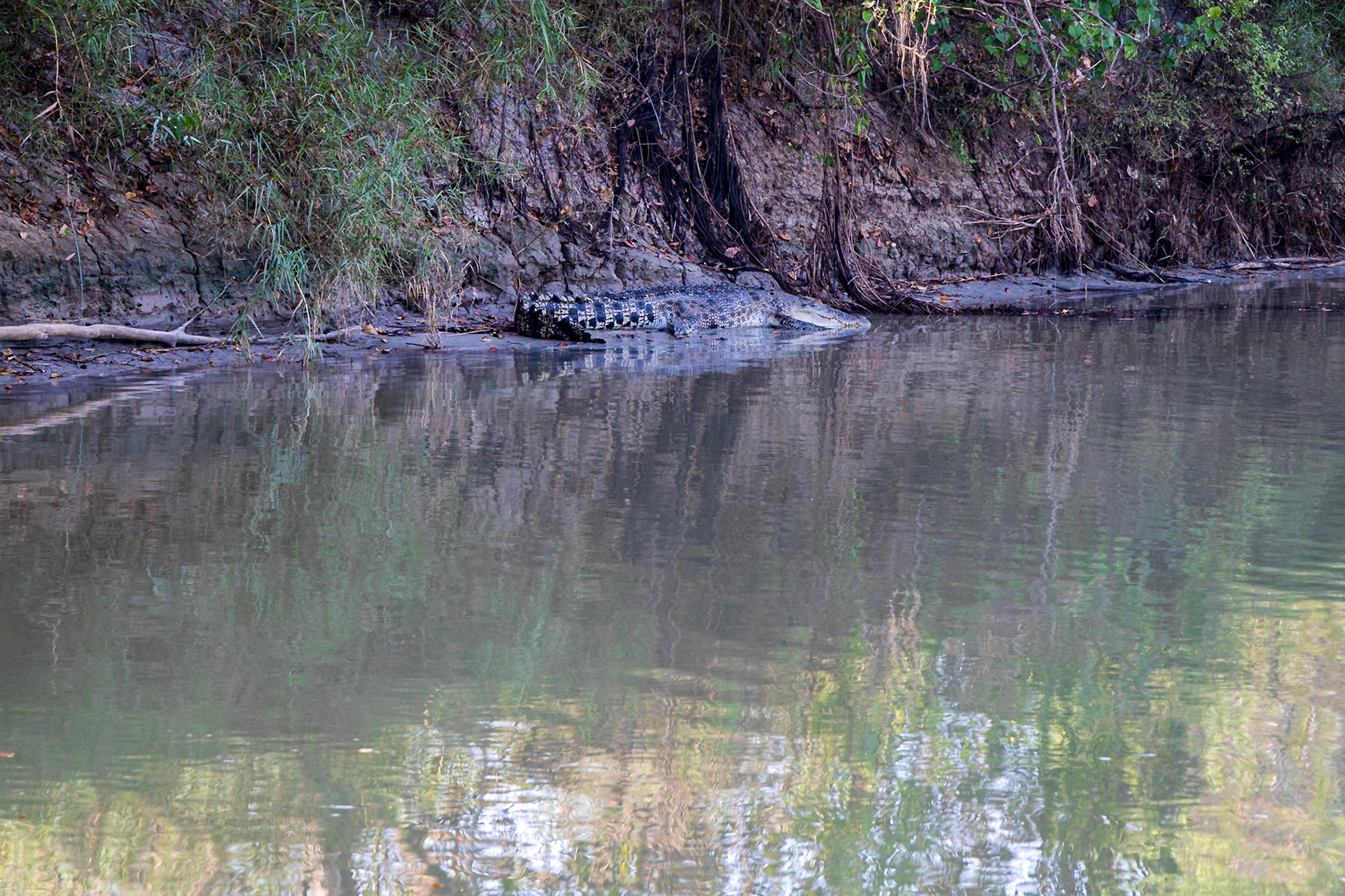 Crocodile in the East Alligator River