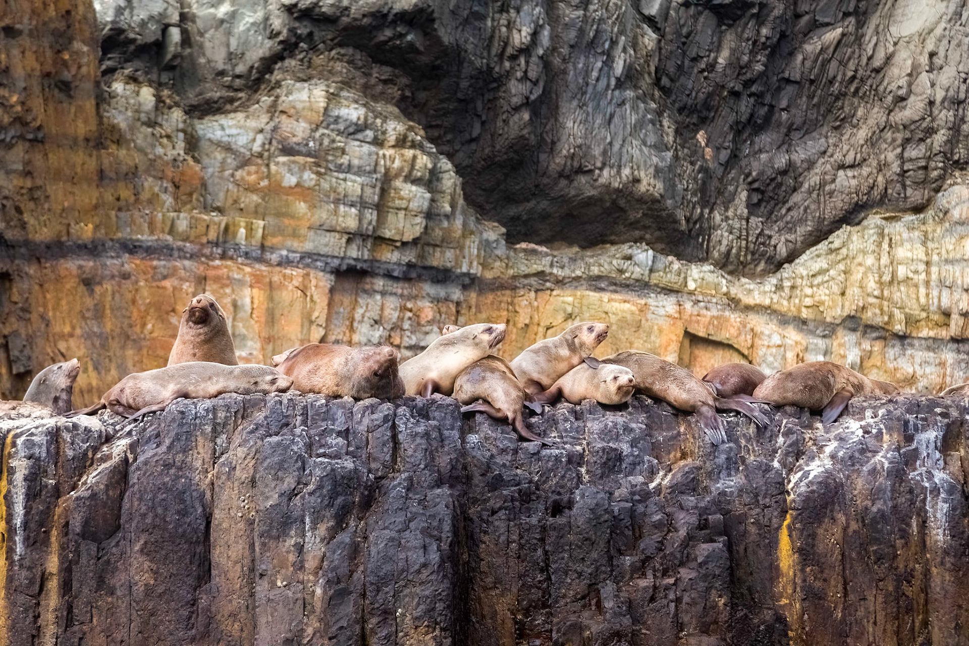Tasman Island Fur Seal Colony