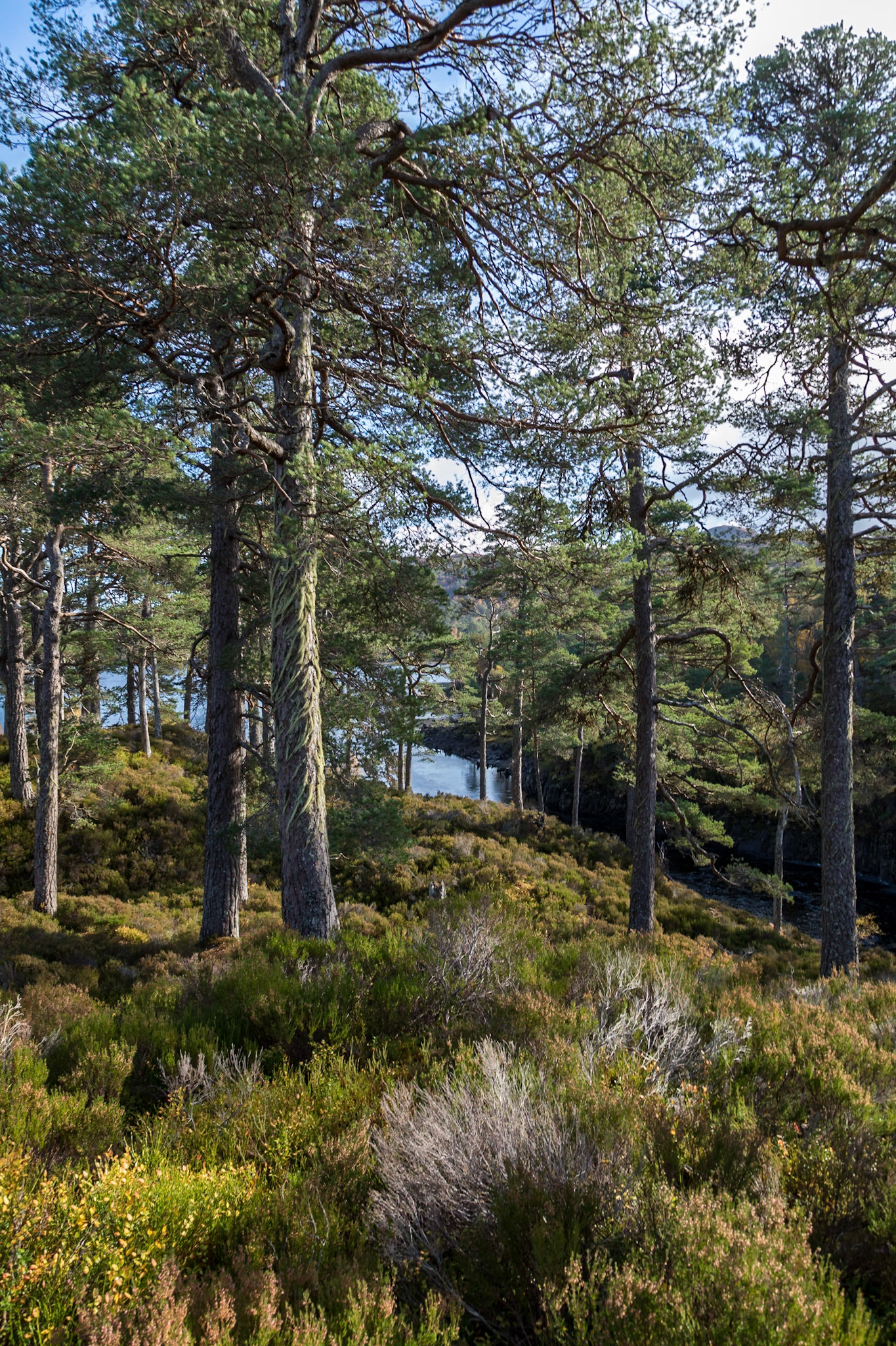 Along the river walk In Glen Affric, Highlands