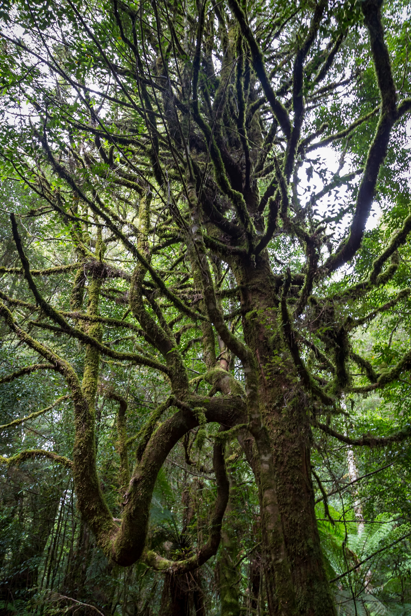 Along the track through rainforest to the Philosopher Falls, Waratah.