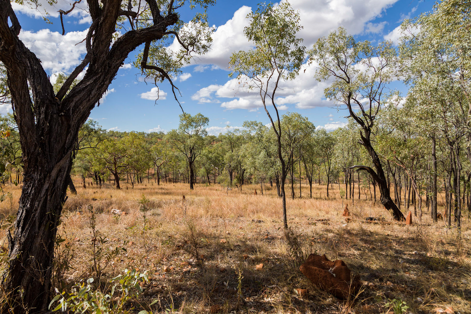 Gulf savannah landscape at the quartz blow