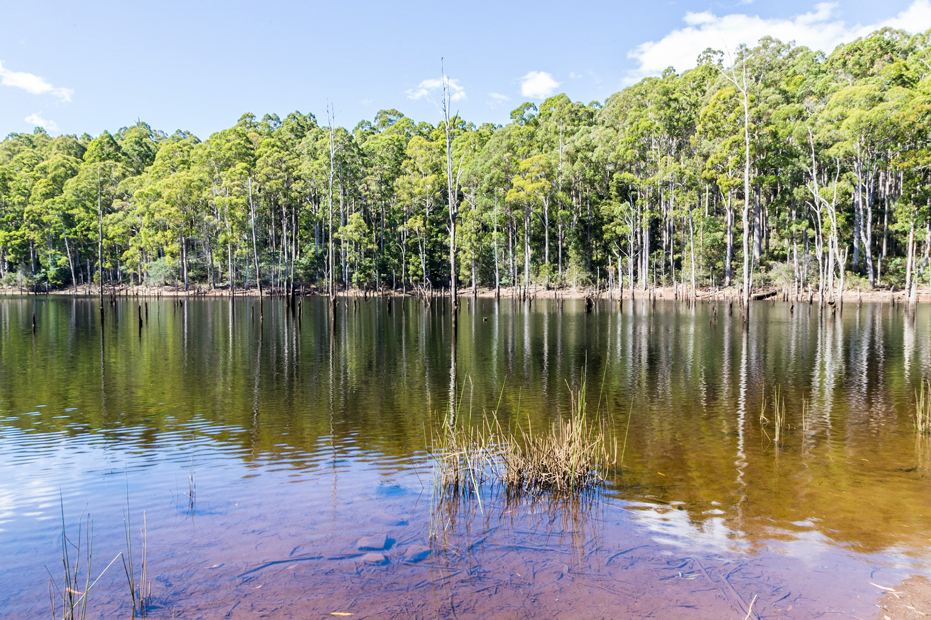 Lake Cethana, Lorinna