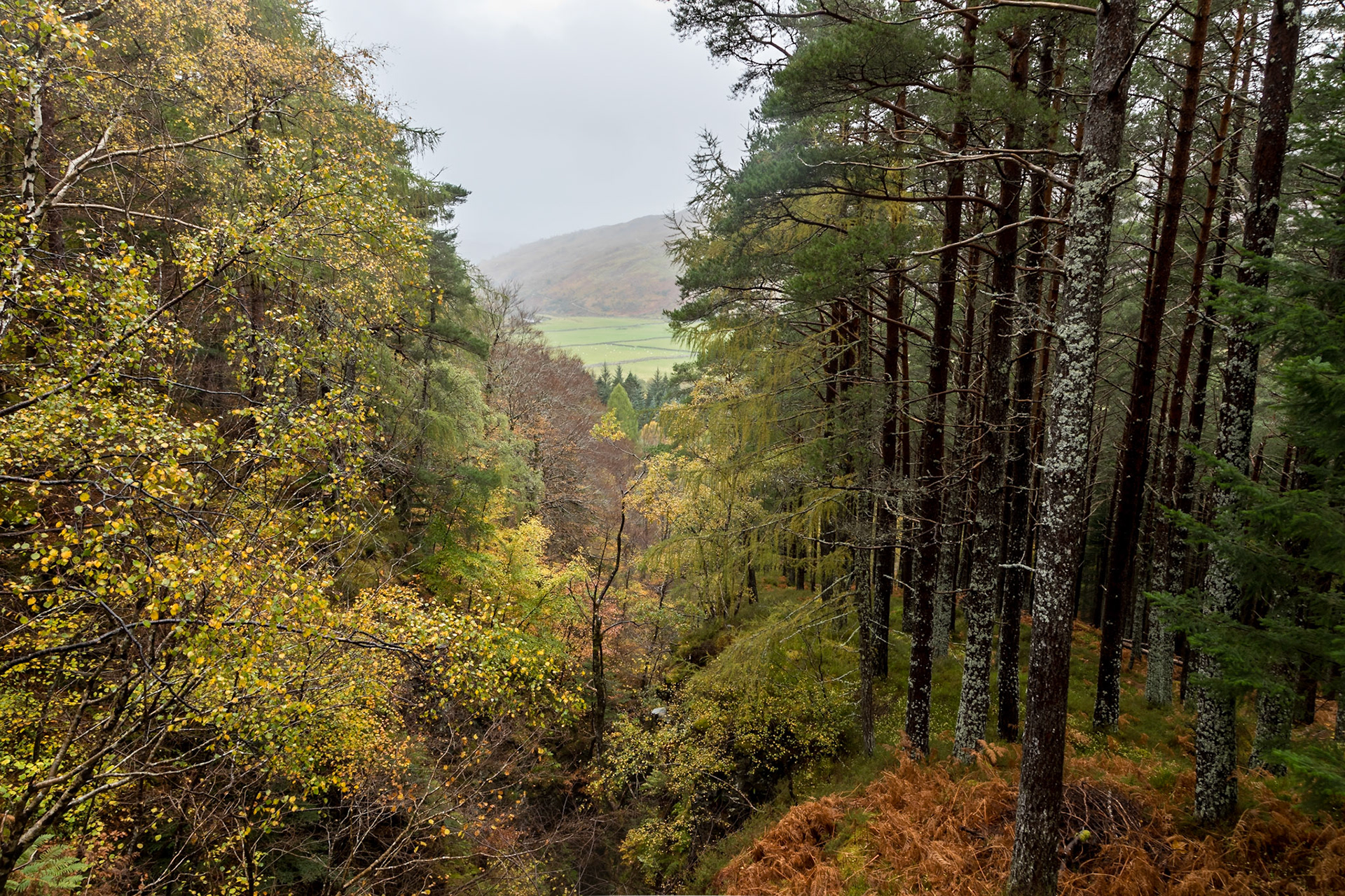 View across the Lael Forest