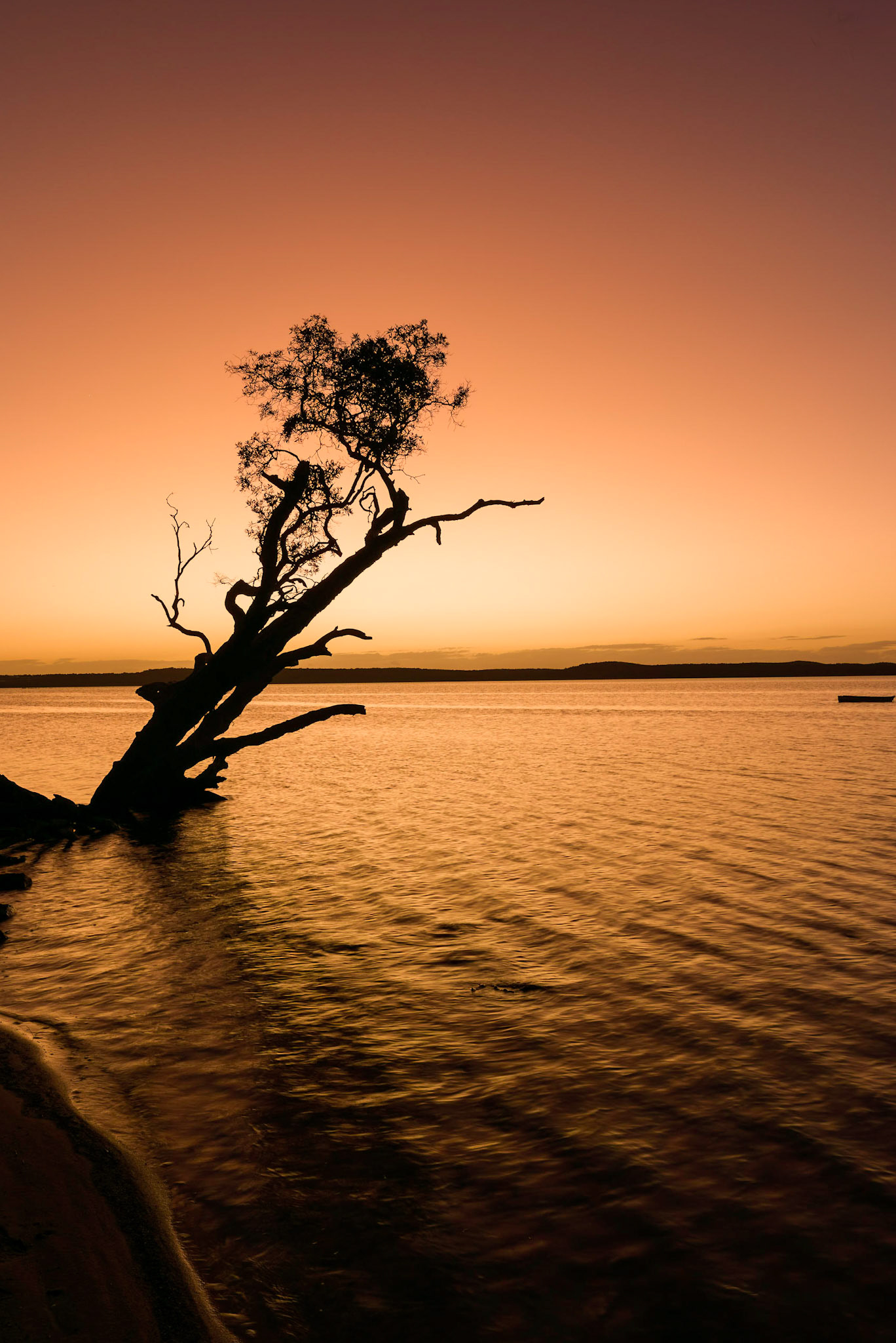 Sunrise photo shoot at Weyba Tree, Noosa