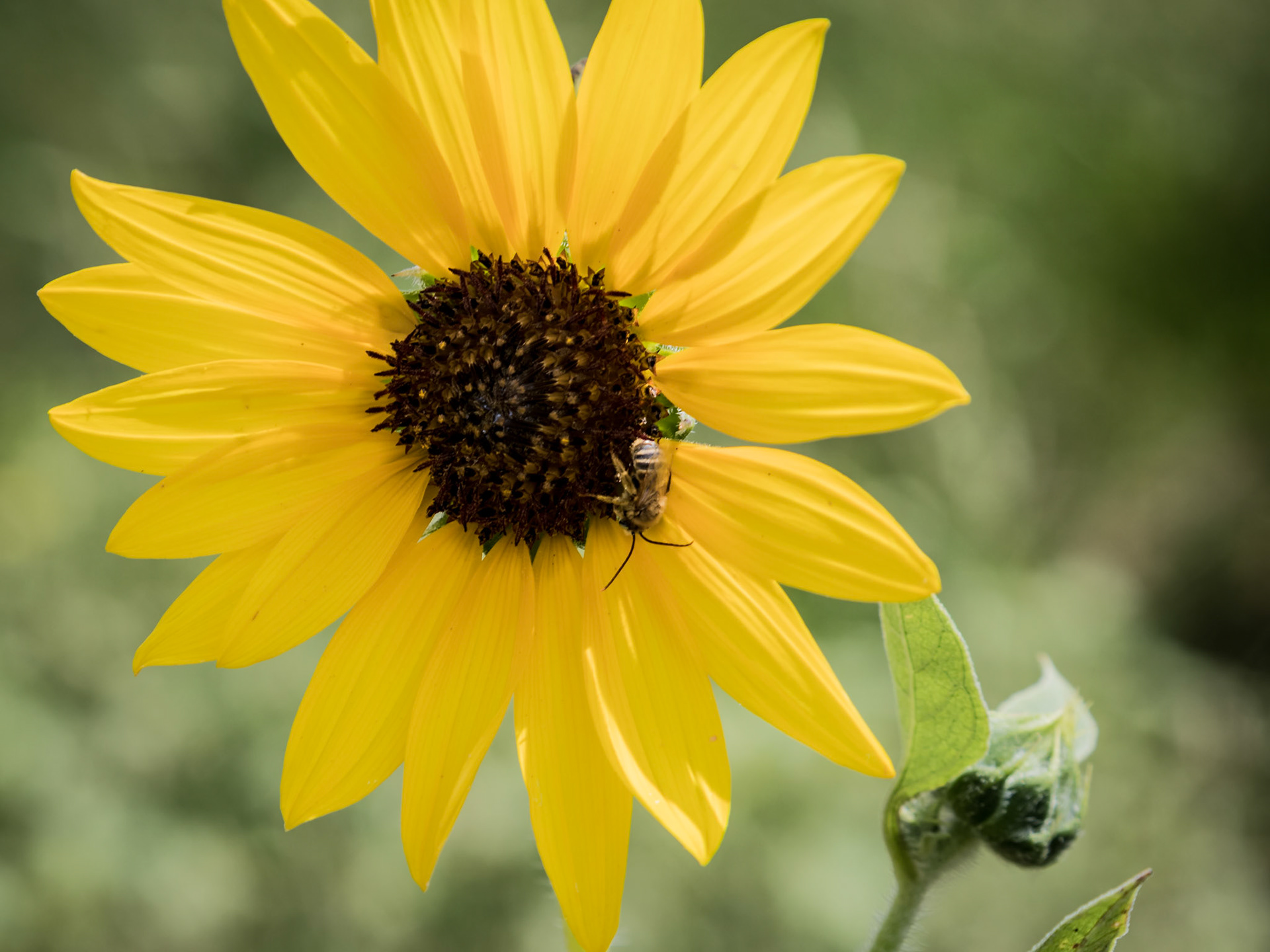 Castle Valley sunflower