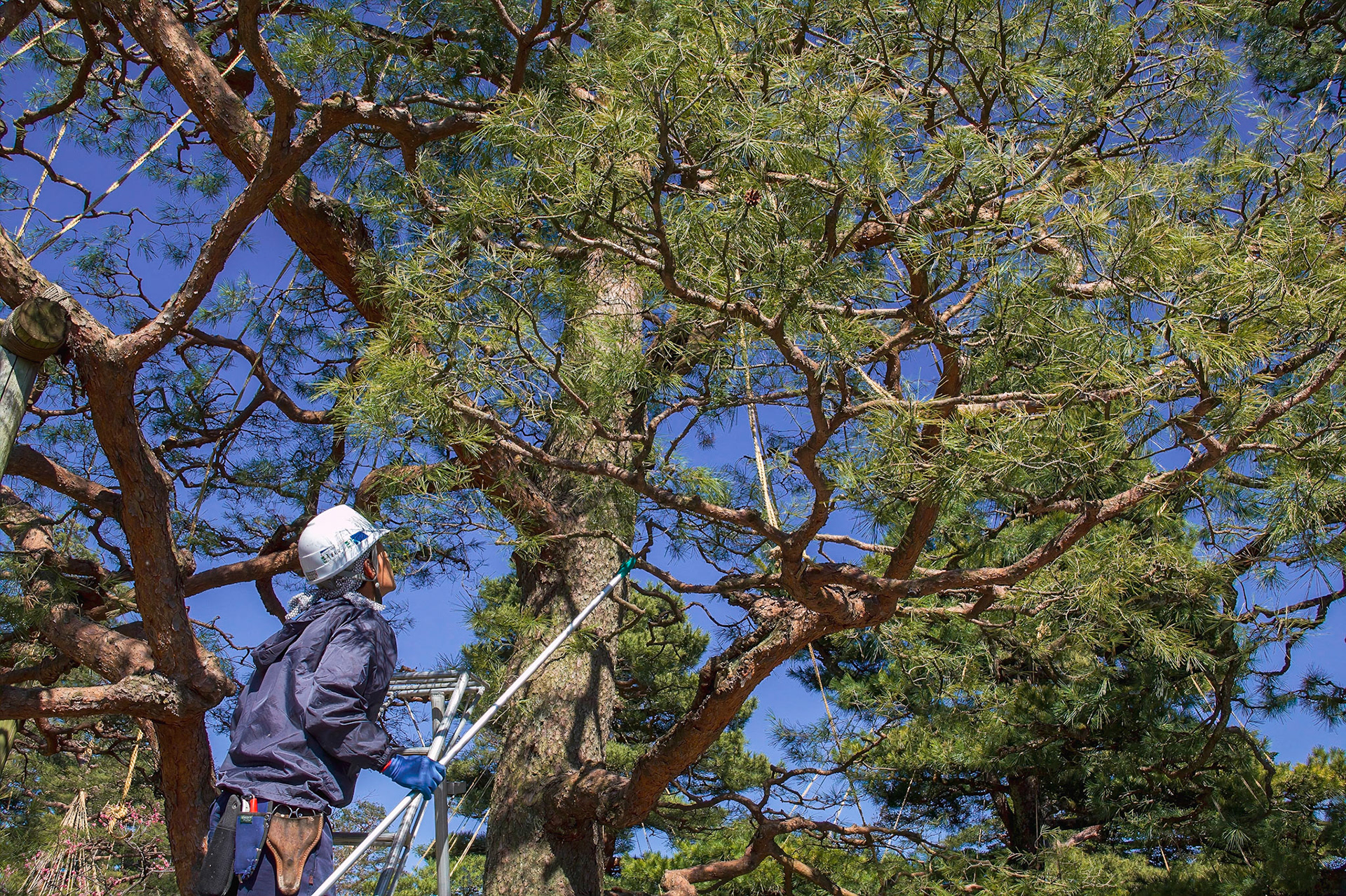 Plum Grove. 20 types. Kenrokuen Garden