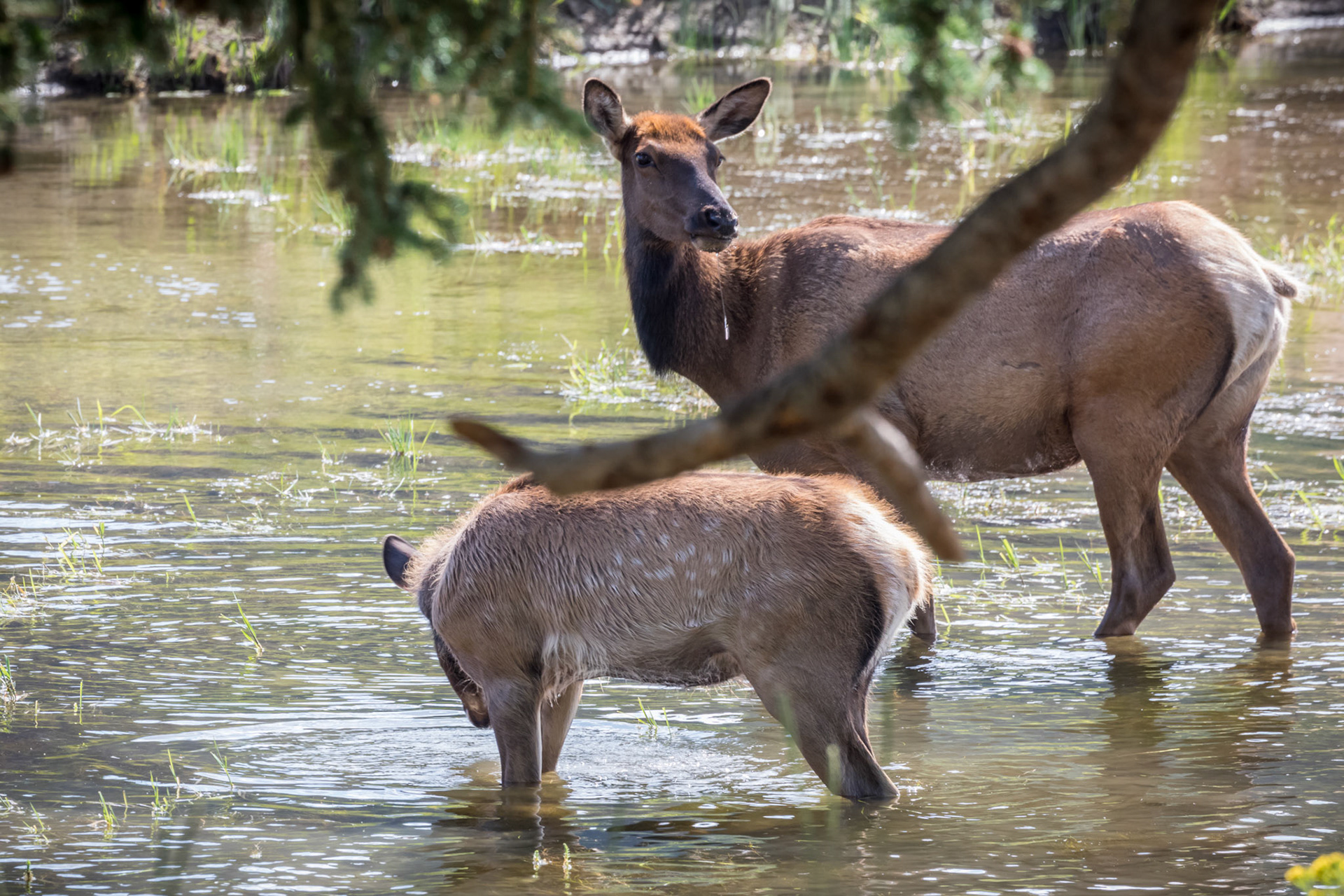 Elk, Madison River