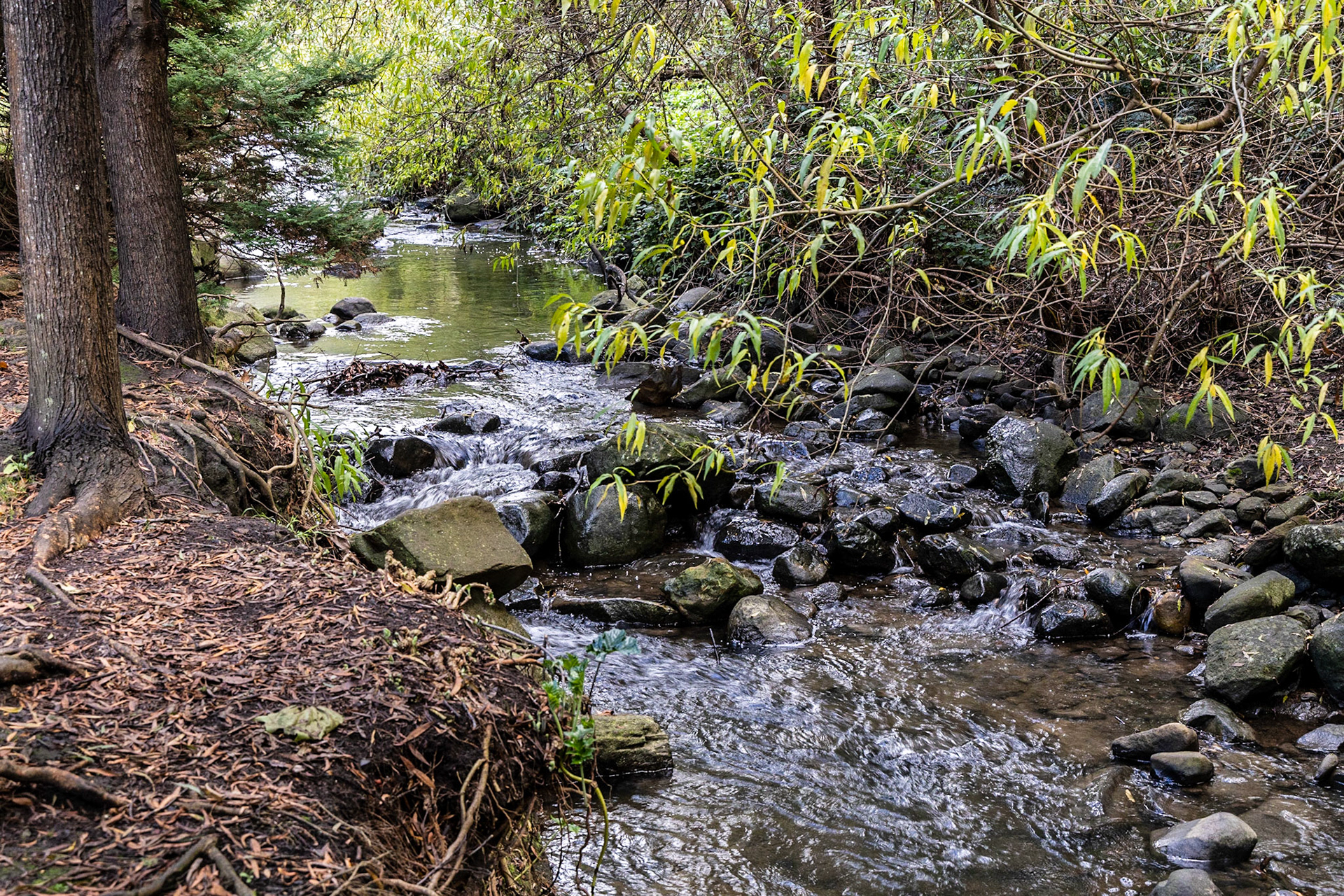 Hobart Rivulet, Cascade Gardens