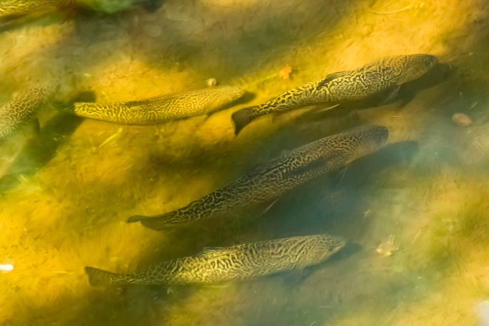 Brook Trout. 'Salvelinus fontinalia', North America.