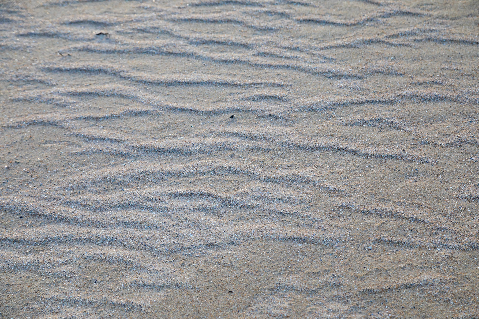 Wind-blown sand on Torrisdale Beach