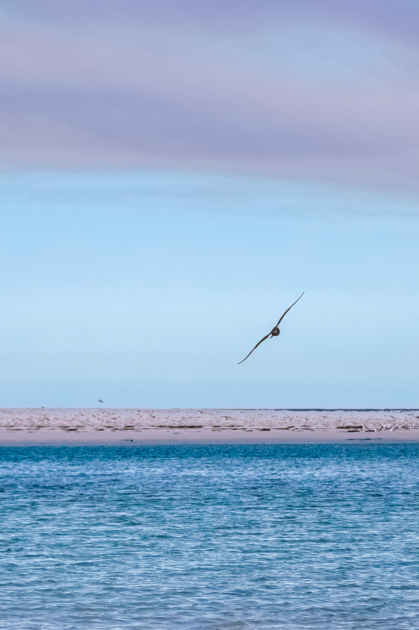 Large gull sweeps around looking for prey. Policeman's Point.