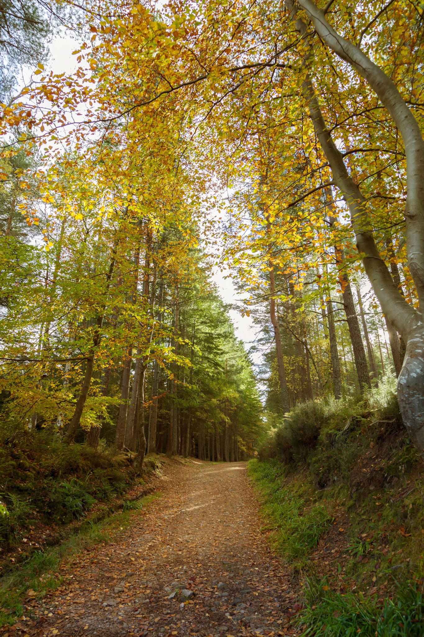 In a forest near to Fochabers village, Moray.
