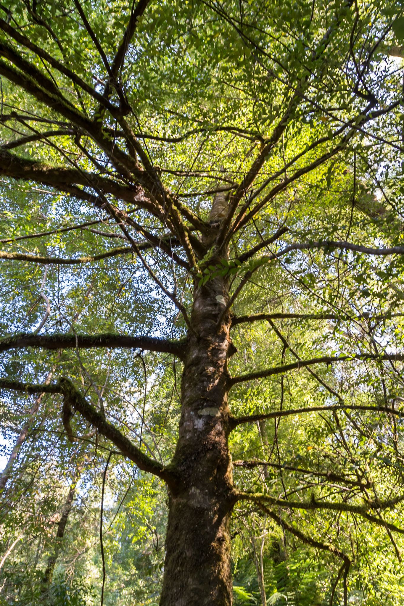 Sassafras (Atherosperma moschatum)