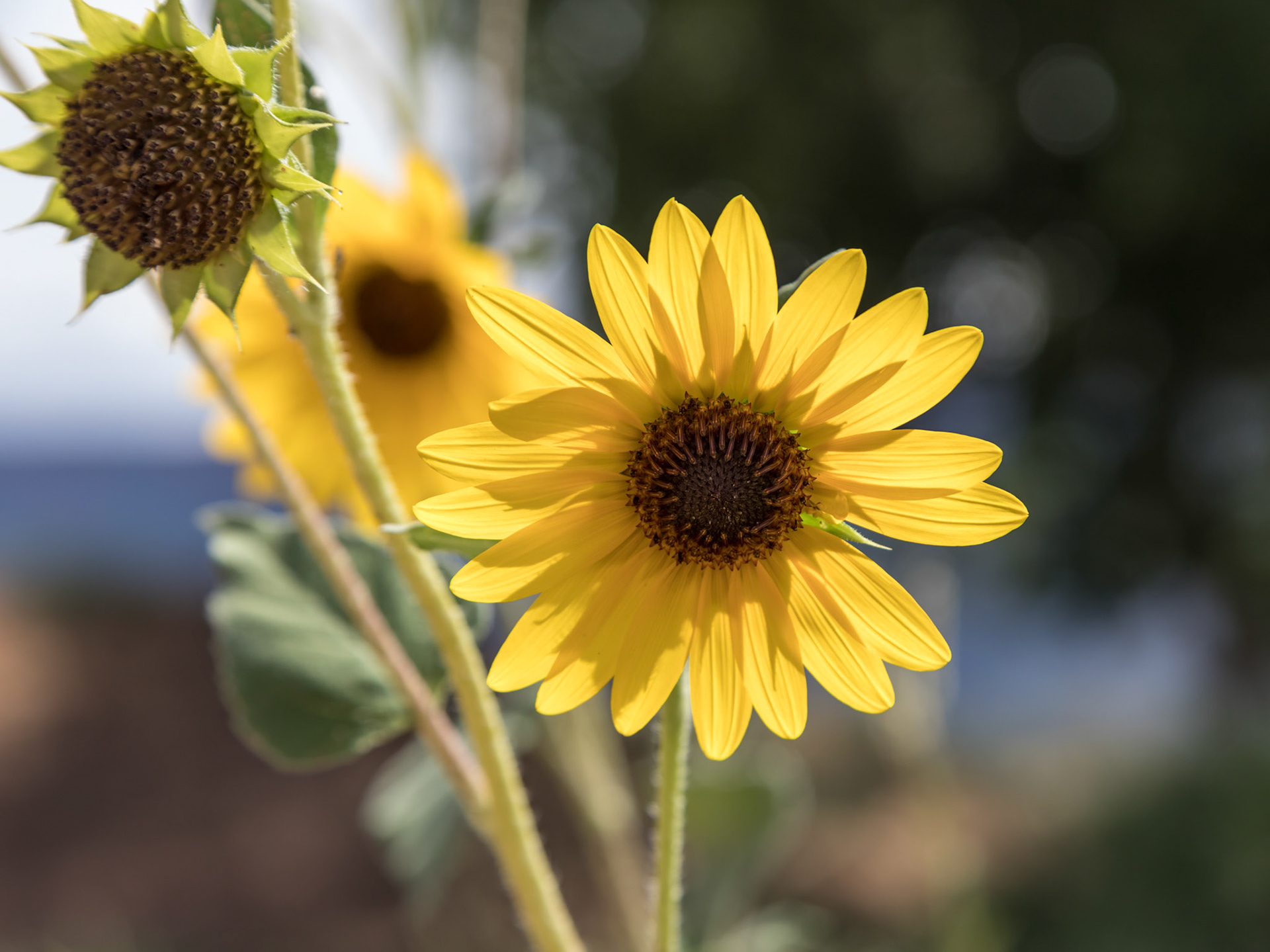 Sun Flowers, Castle Valley