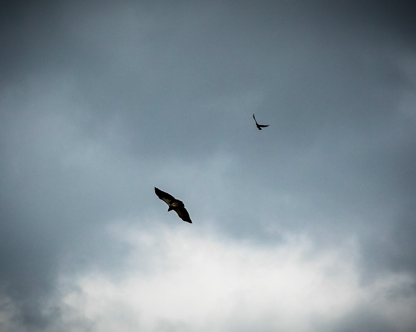 African Buzzard Eagle