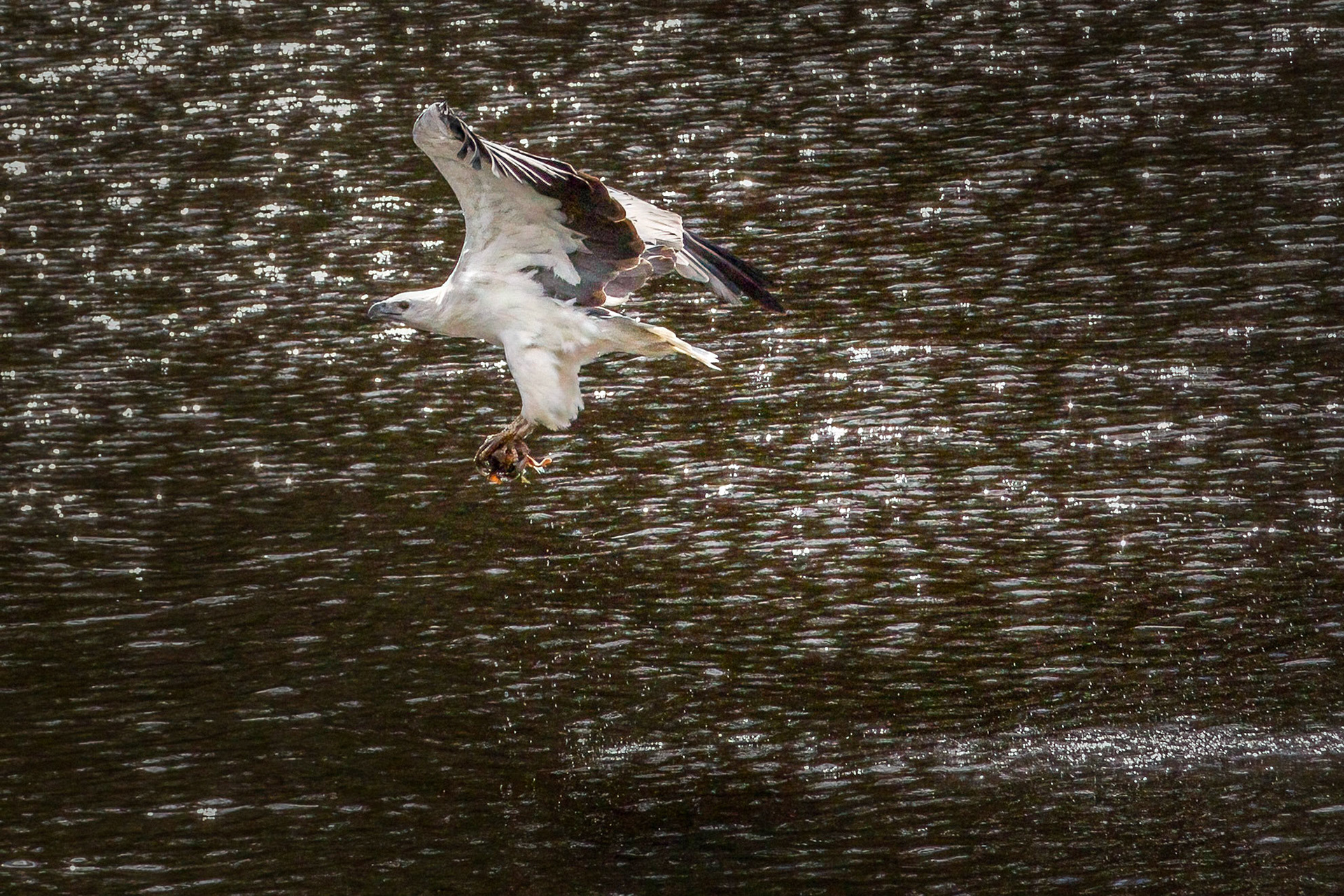 Sea Eagle snatched  prey from the Arthur River
