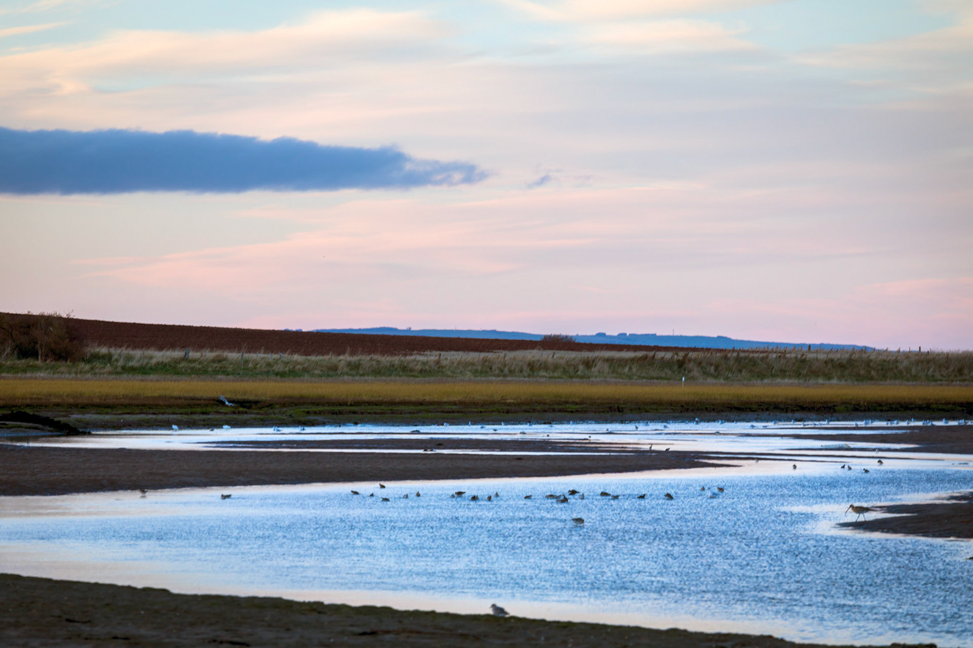 Birds on South Low, from the Lindisfarne Causeway