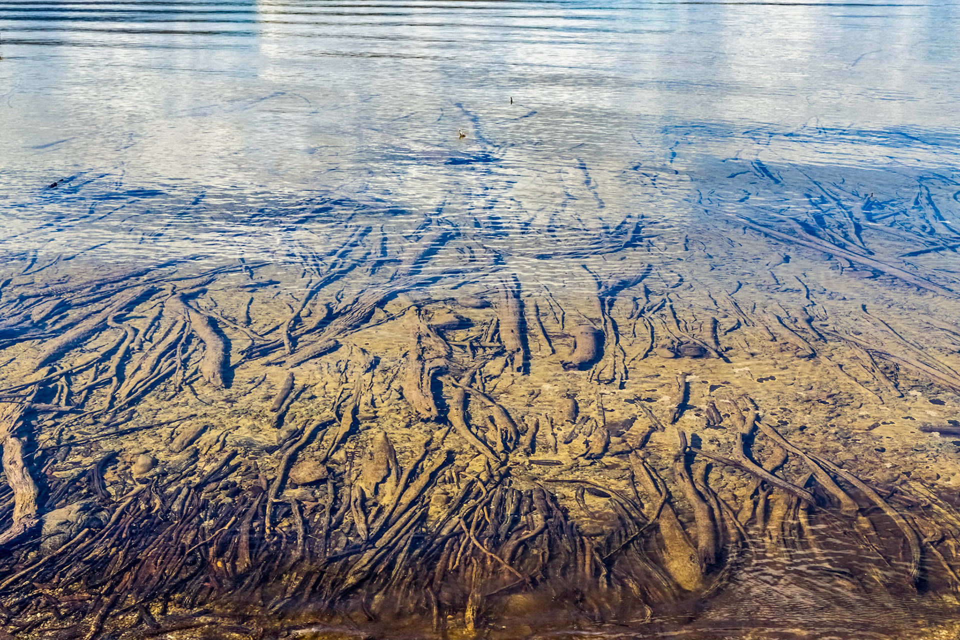 Lake St Clair - Pure Clear Water